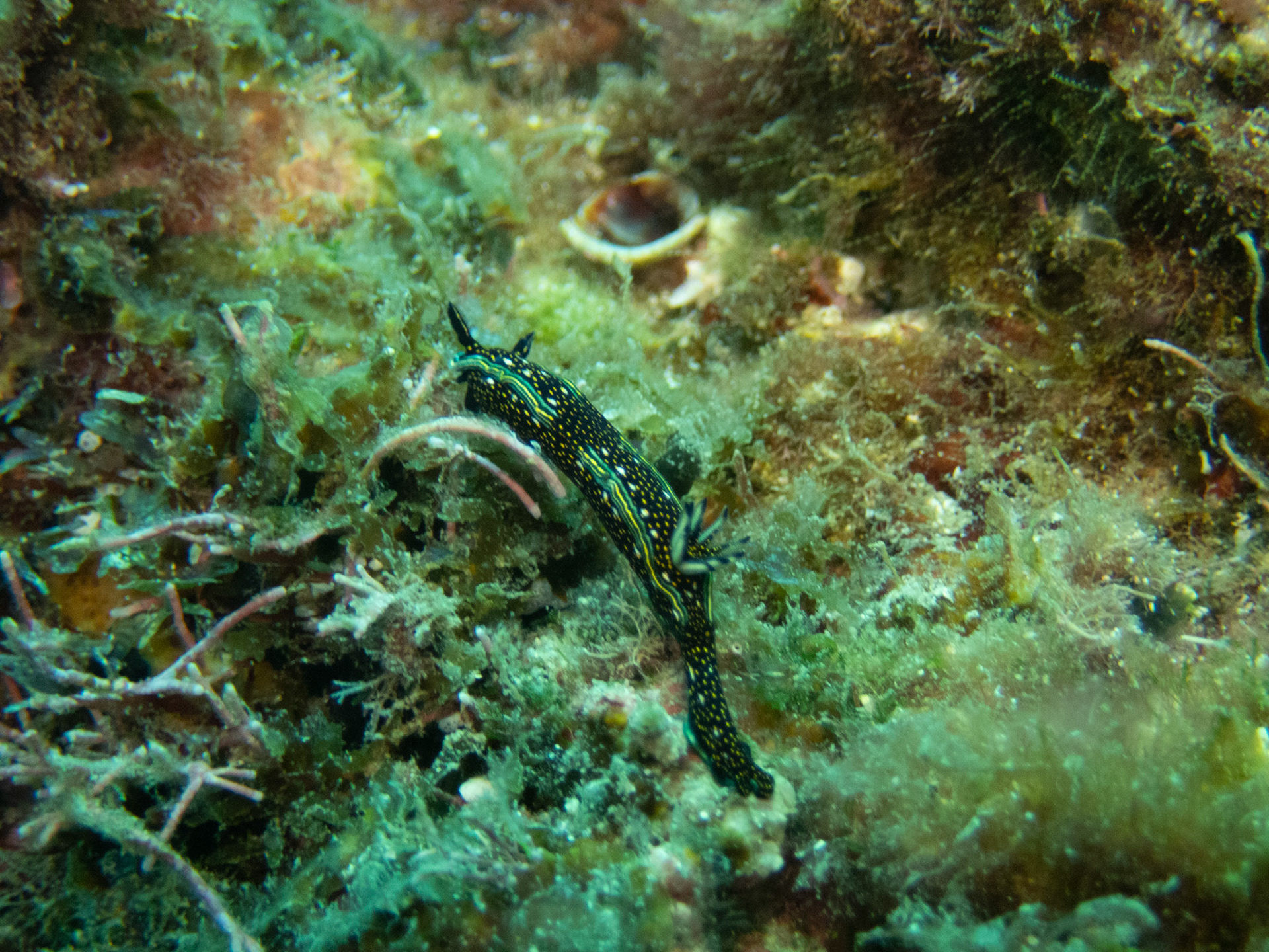 Hypselodoris agassizii