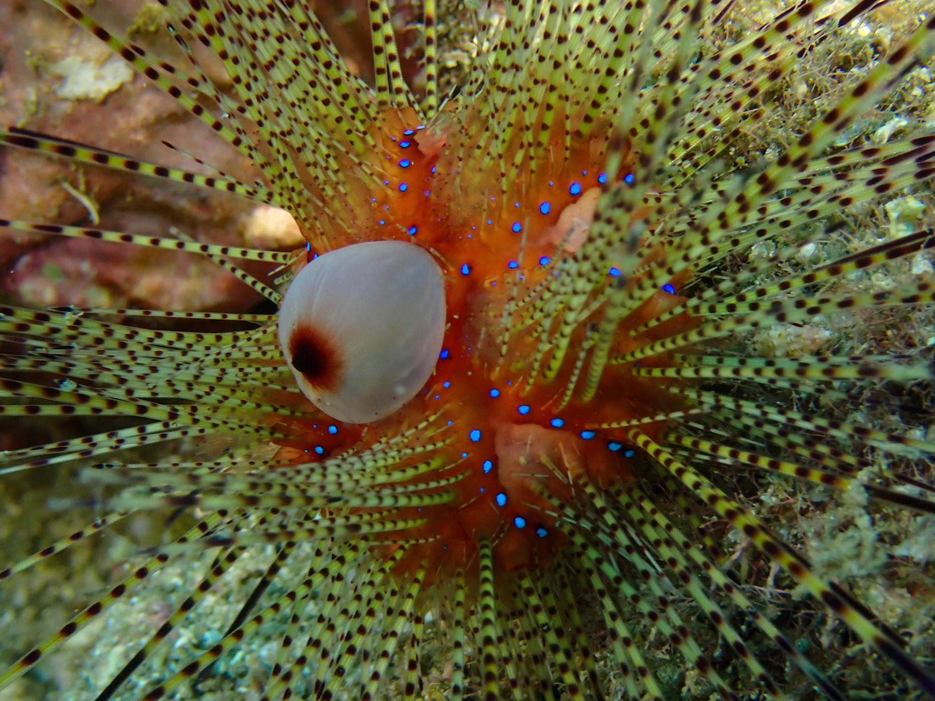 Pin Cushion Sea Urchin
