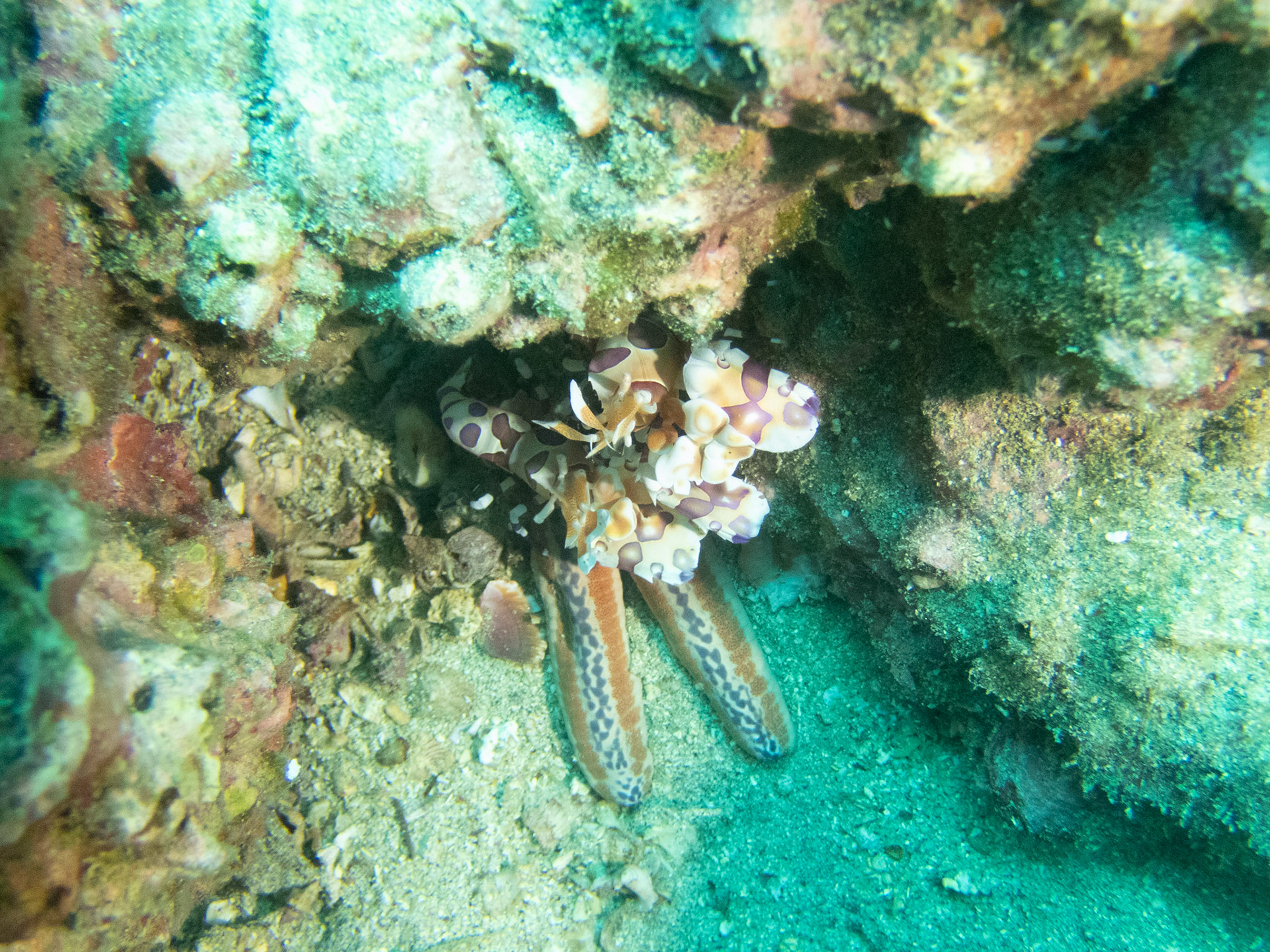 A pair of Harlequin Shrimp