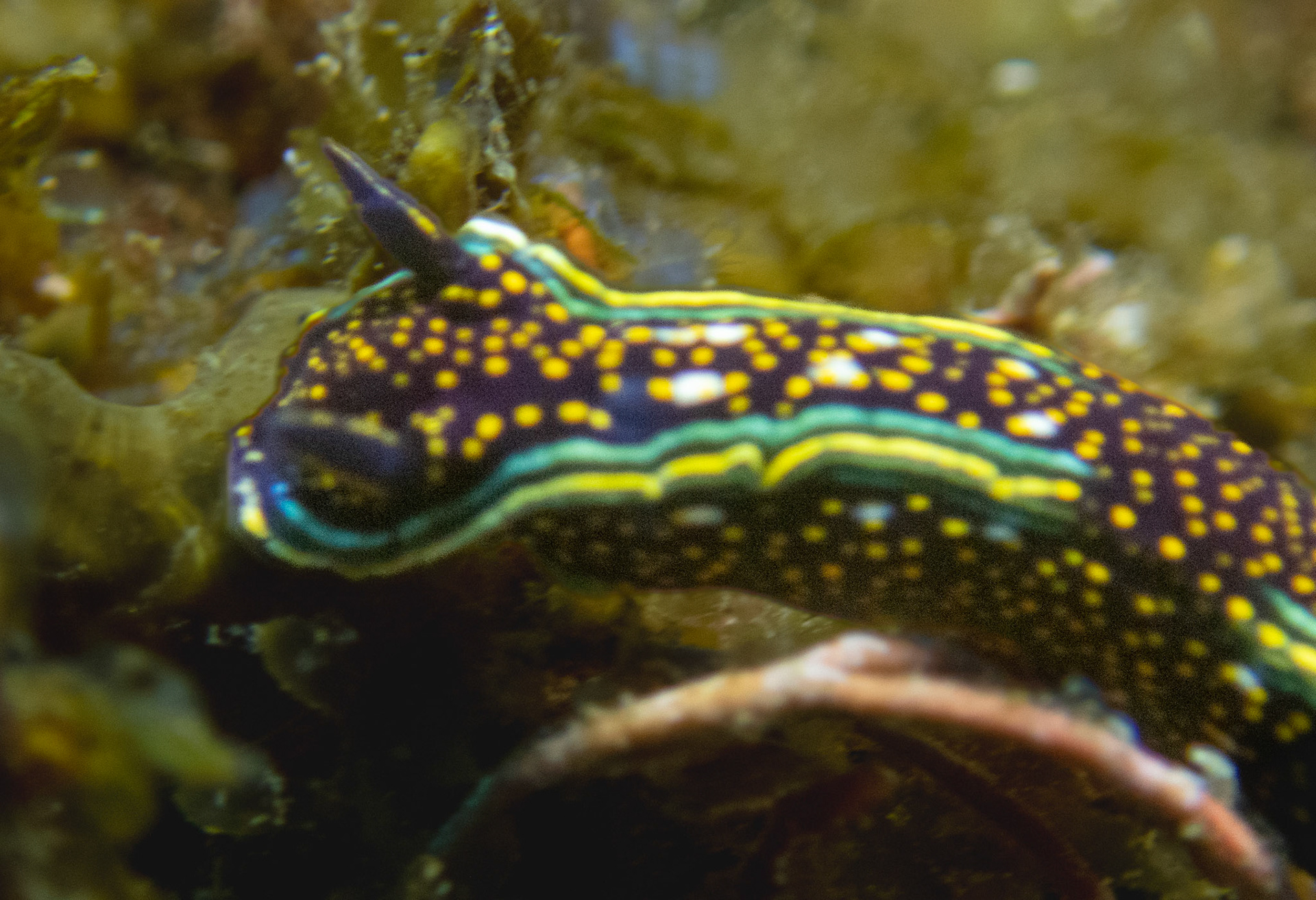 Hypselodoris agassizii