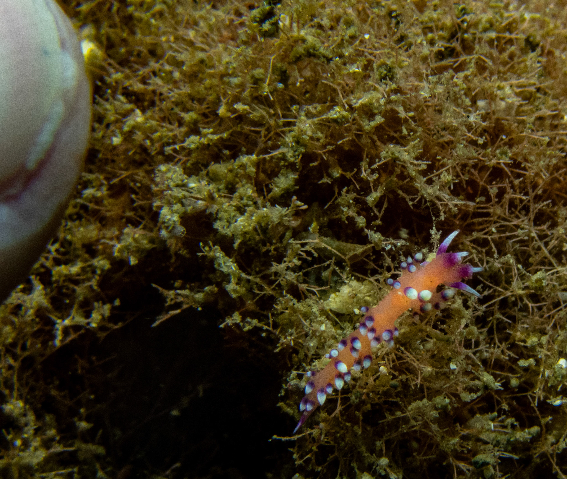 Finger for scale...Aeolid Nudibranch