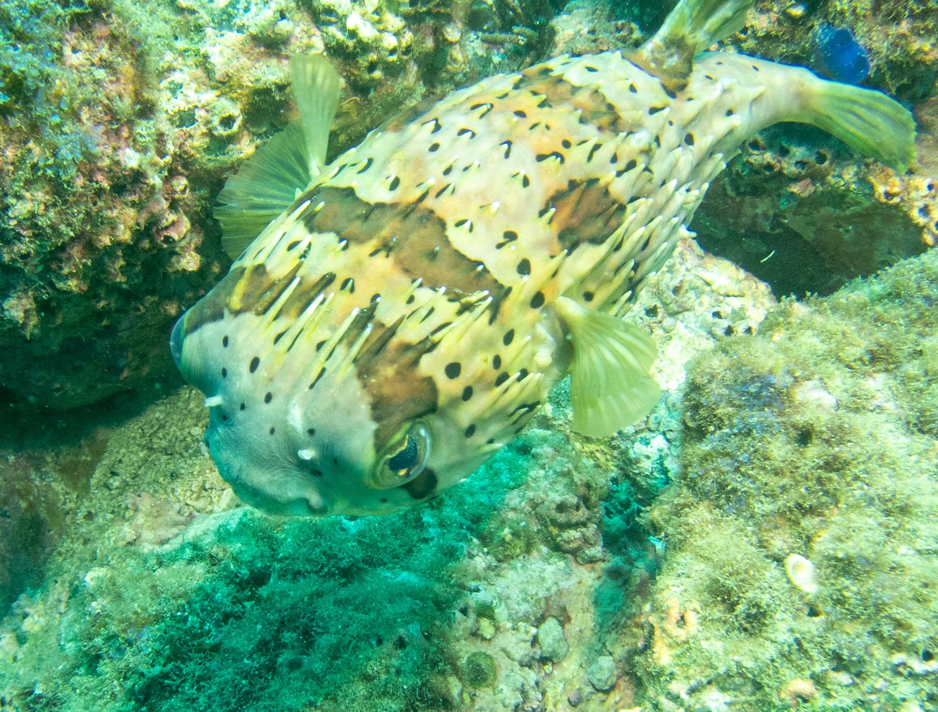 Long Spine Porcupinefish