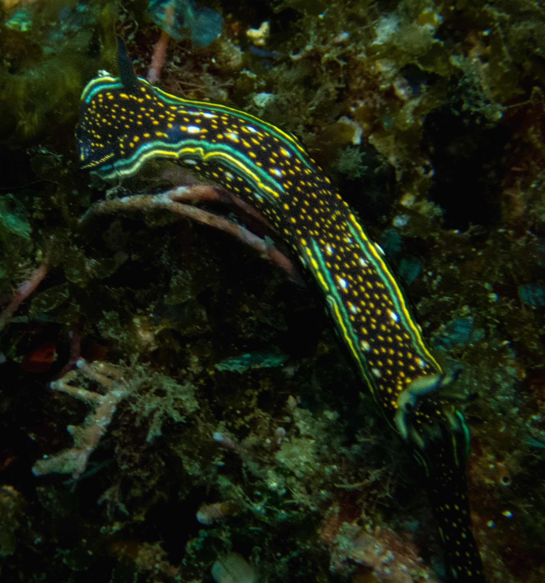 Hypselodoris agassizii