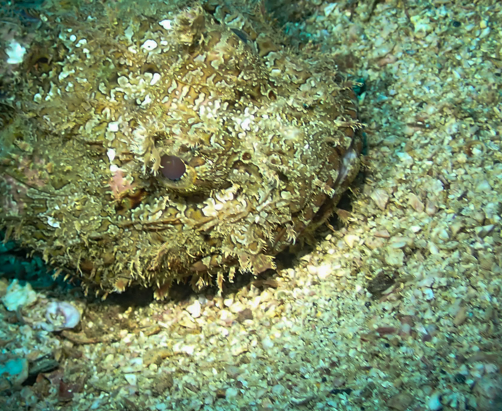 Stonefish
