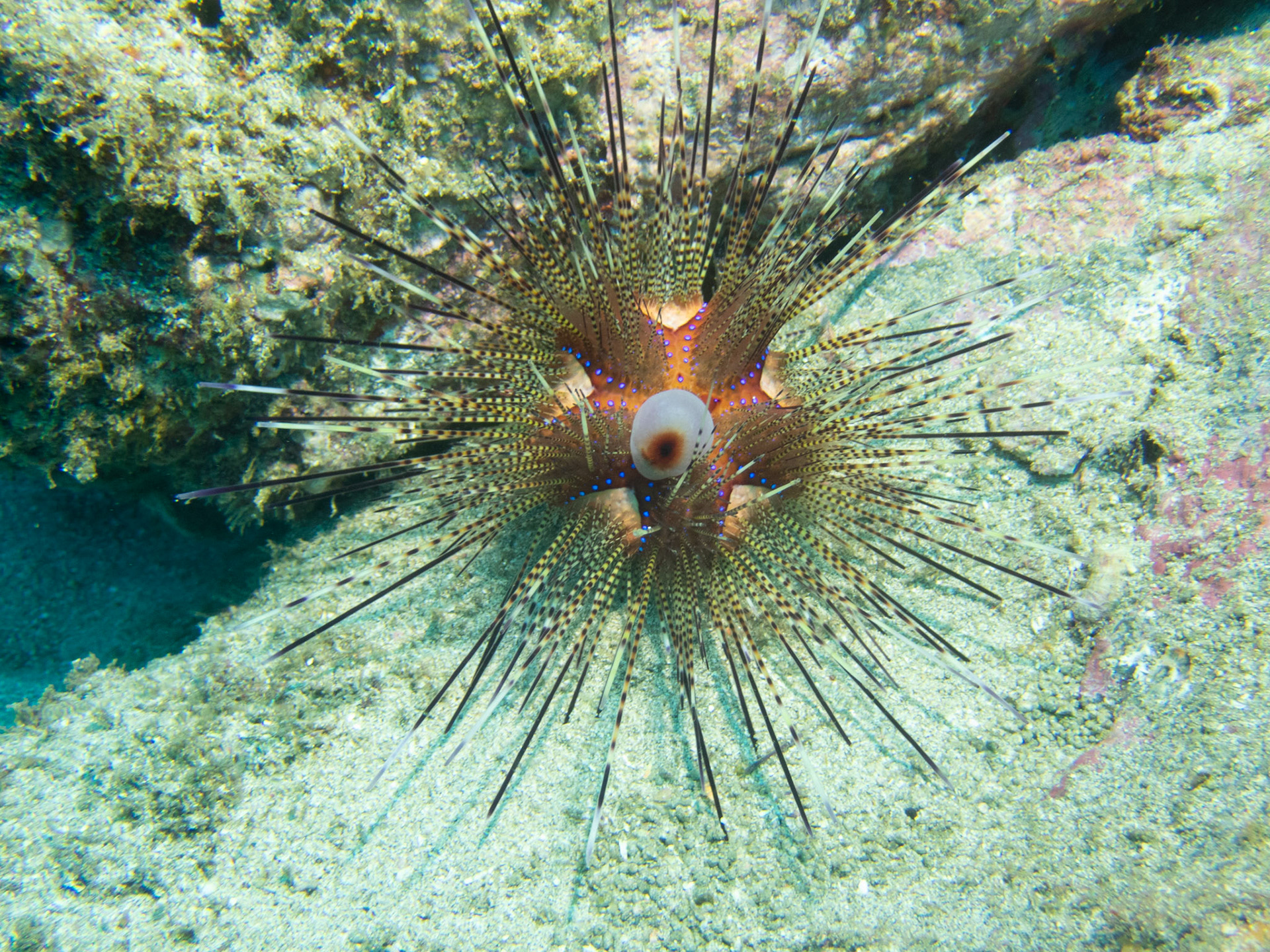 Pin Cushion Sea Urchin