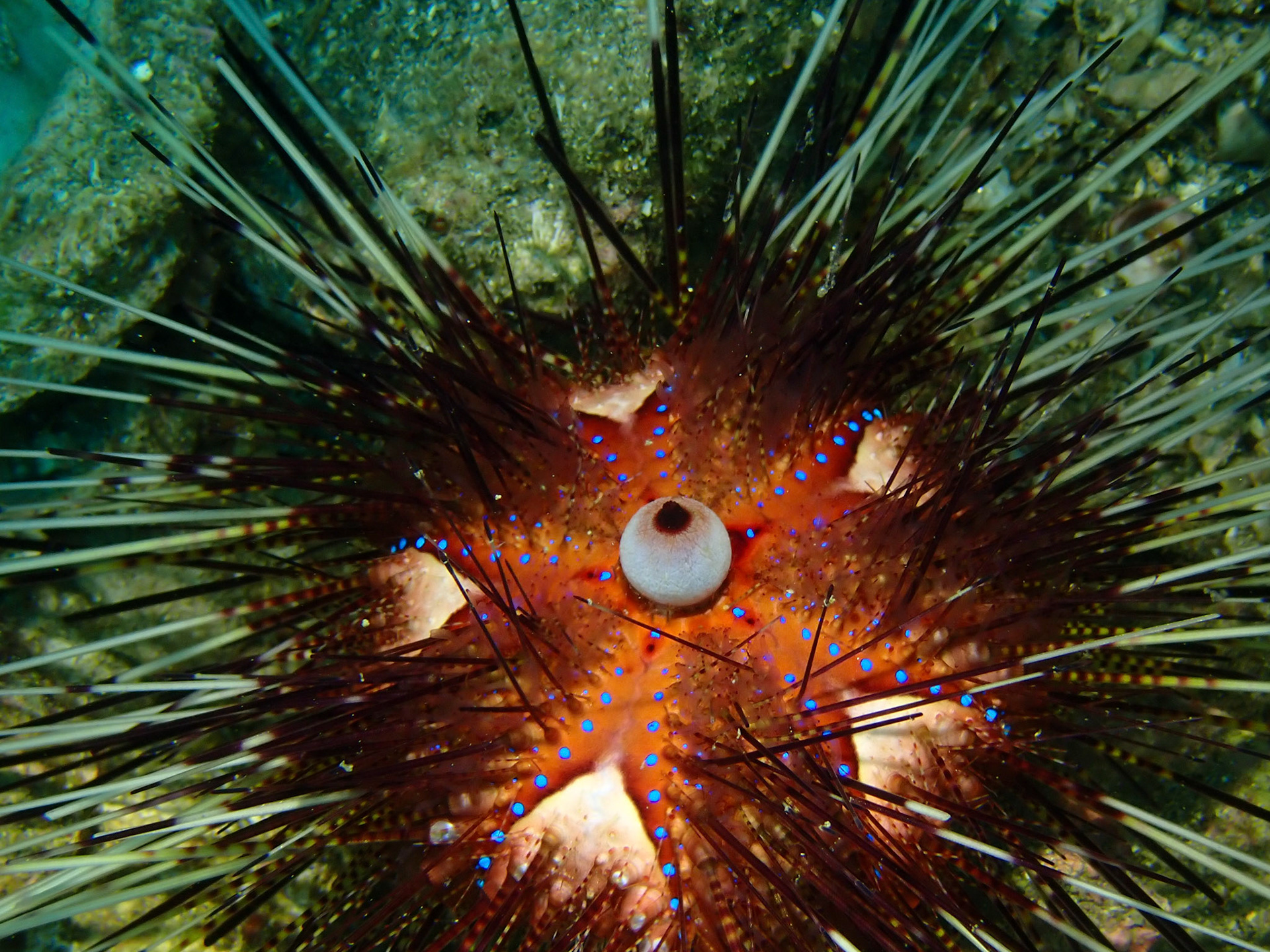 Pin Cushion Sea Urchin