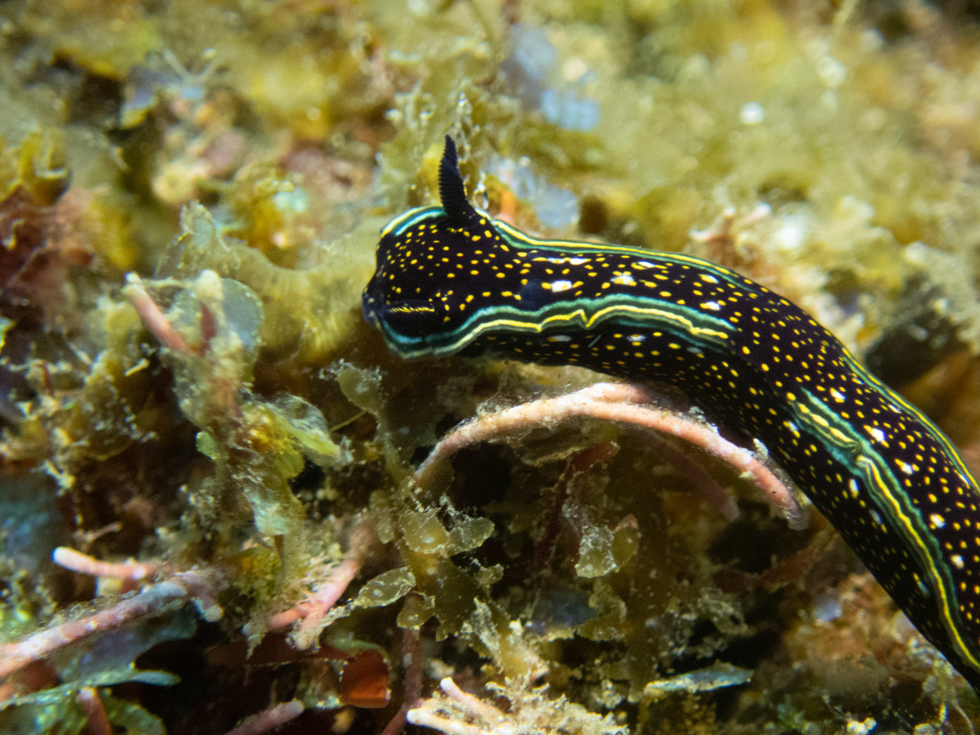 Hypselodoris agassizii