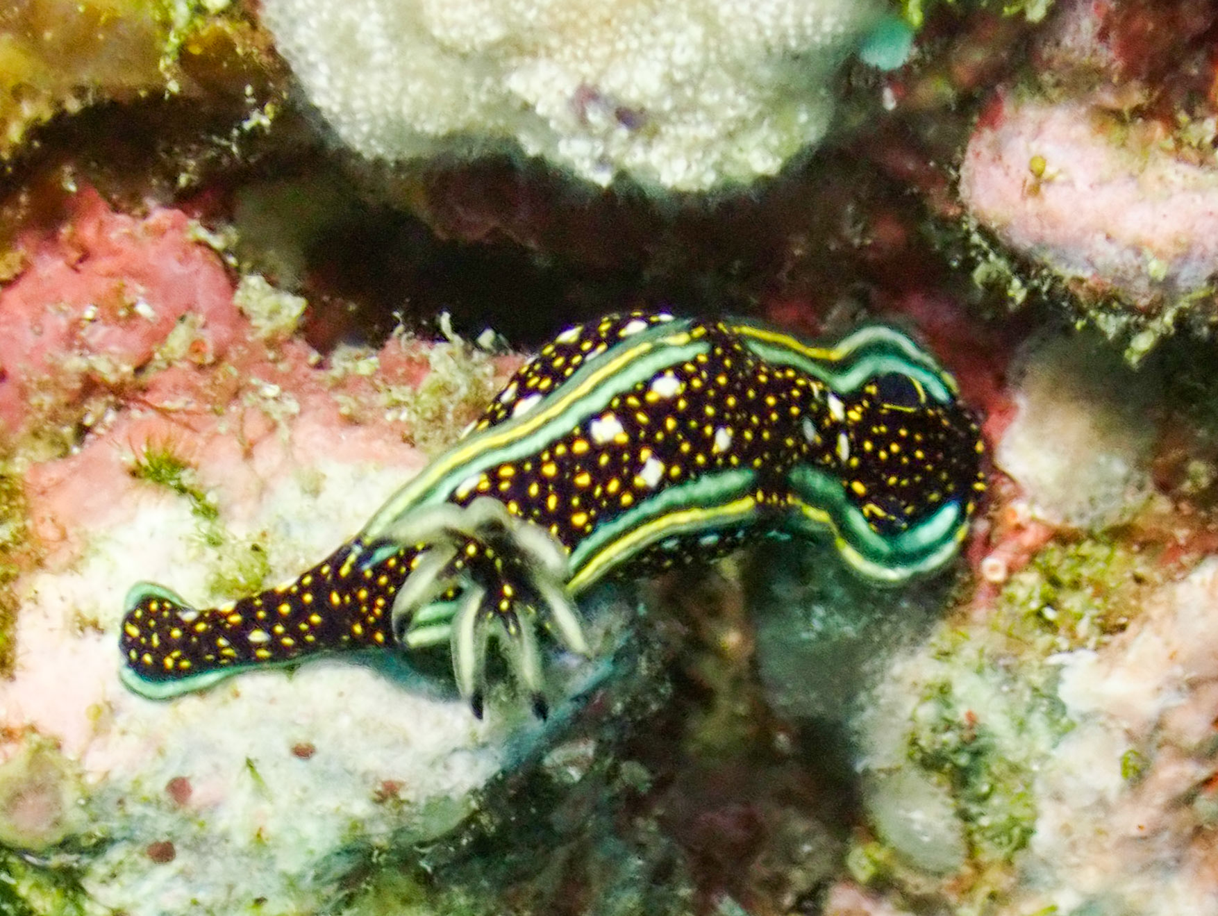Hypselodoris agassizii