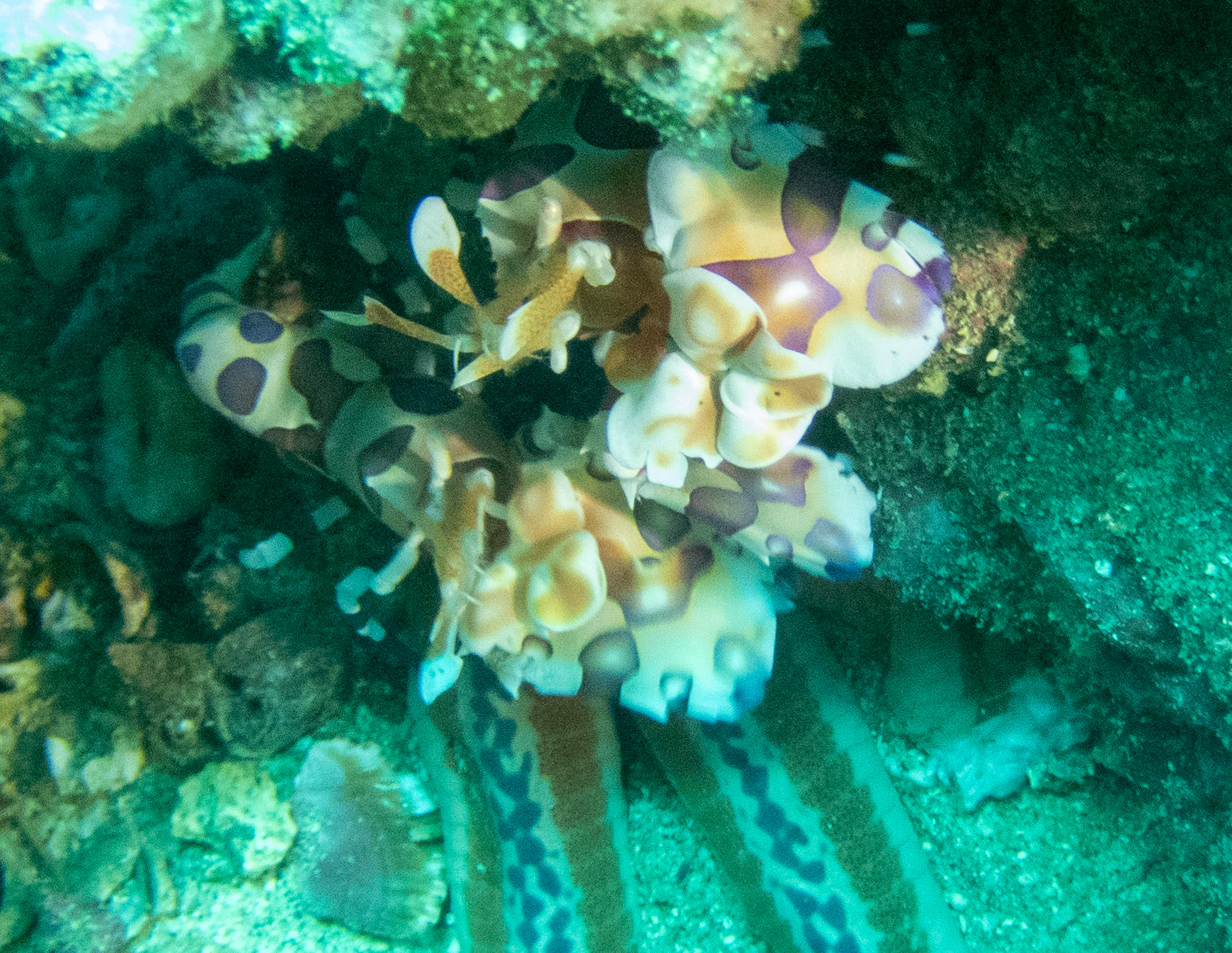 A pair of Harlequin Shrimp