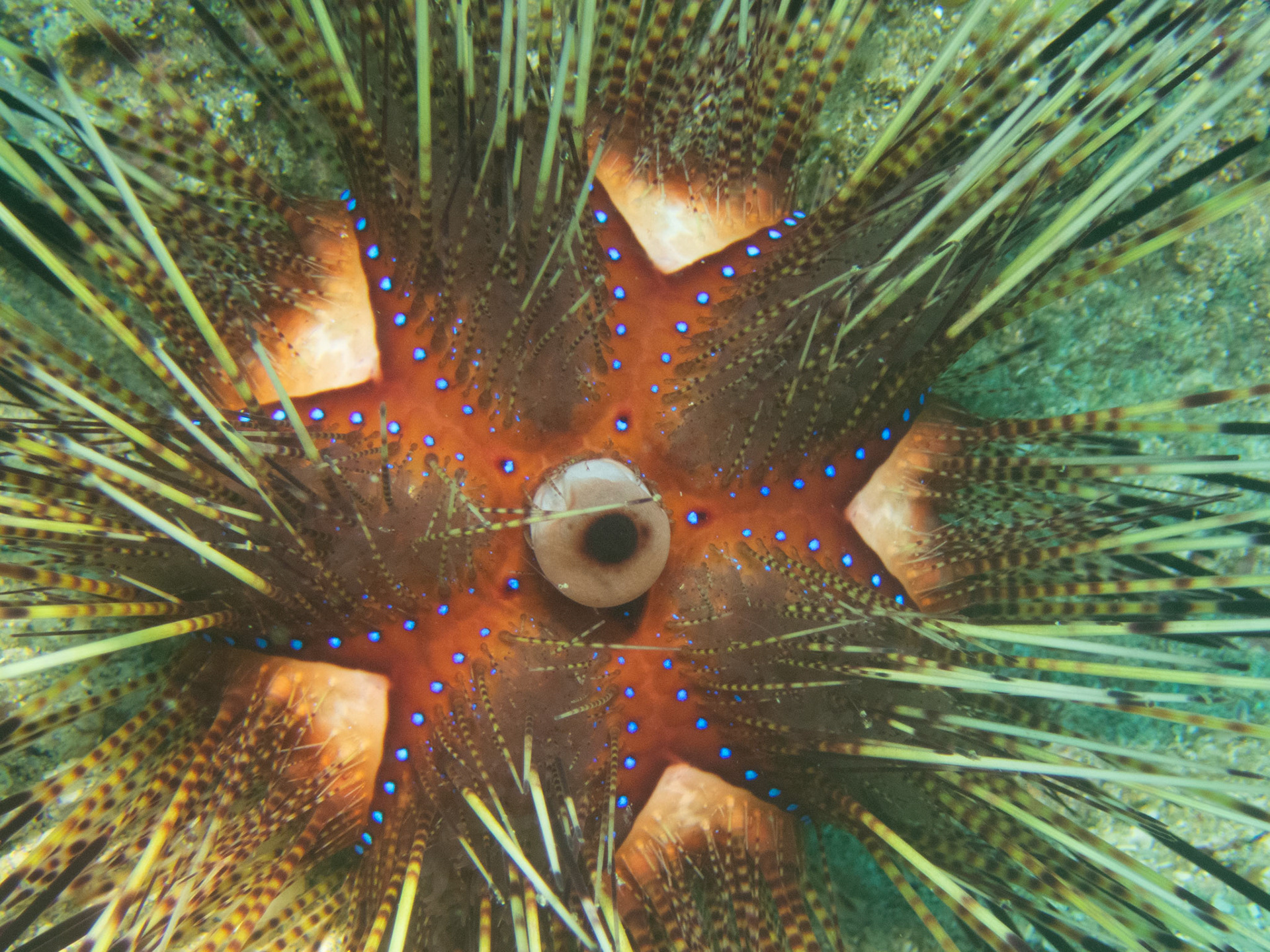 Pin Cushion Sea Urchin