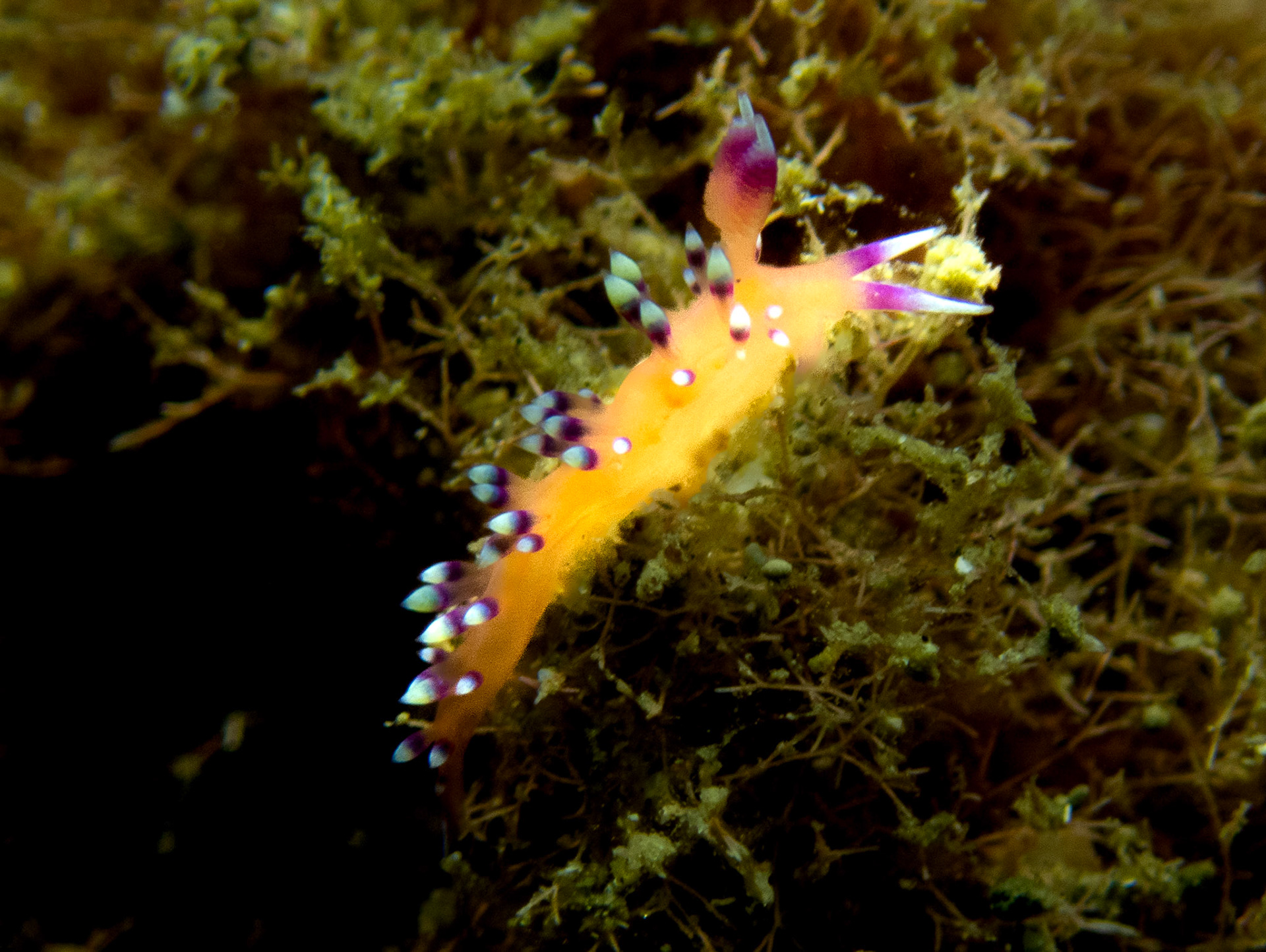 Aeolid Nudibranch