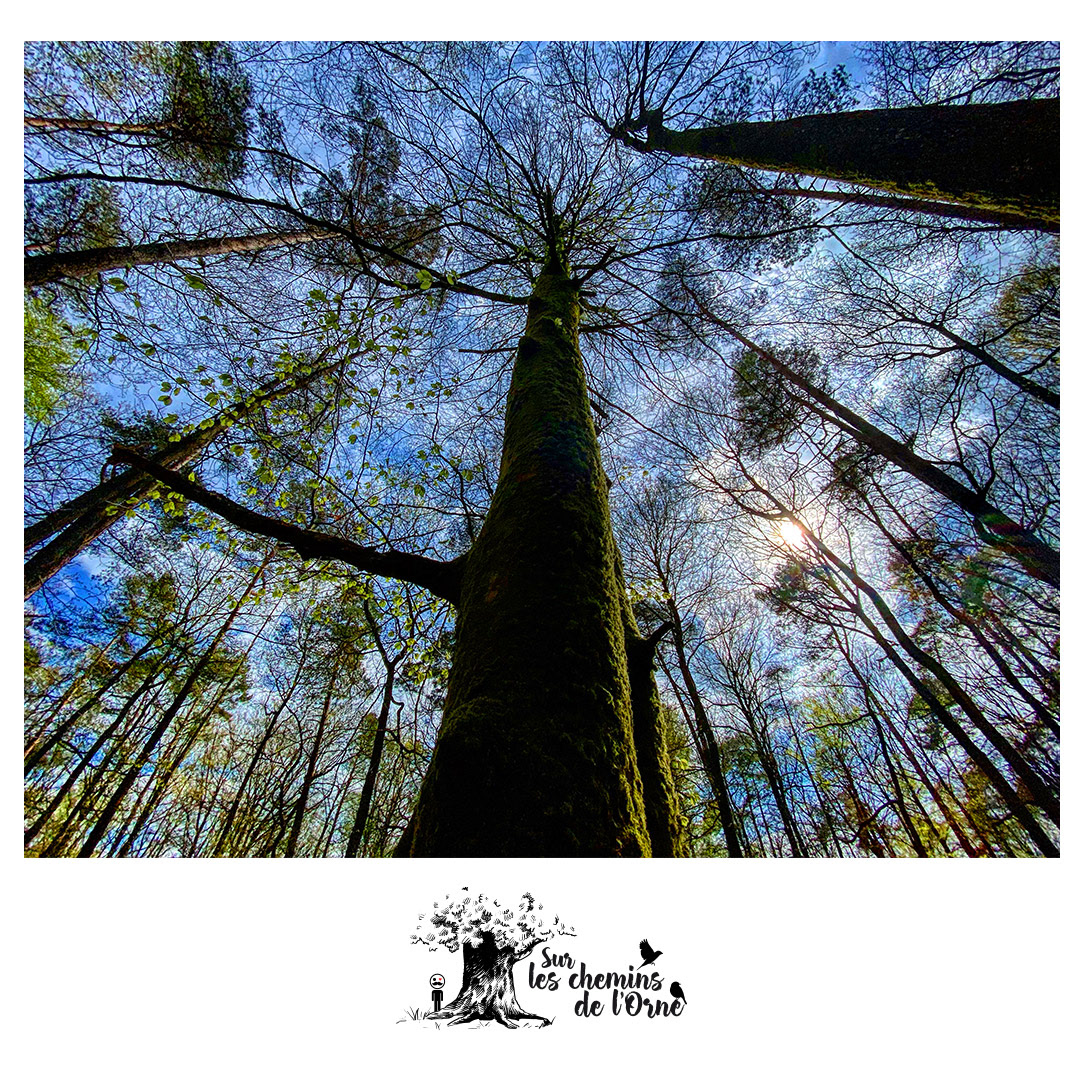 Dans la forêt de Senonches