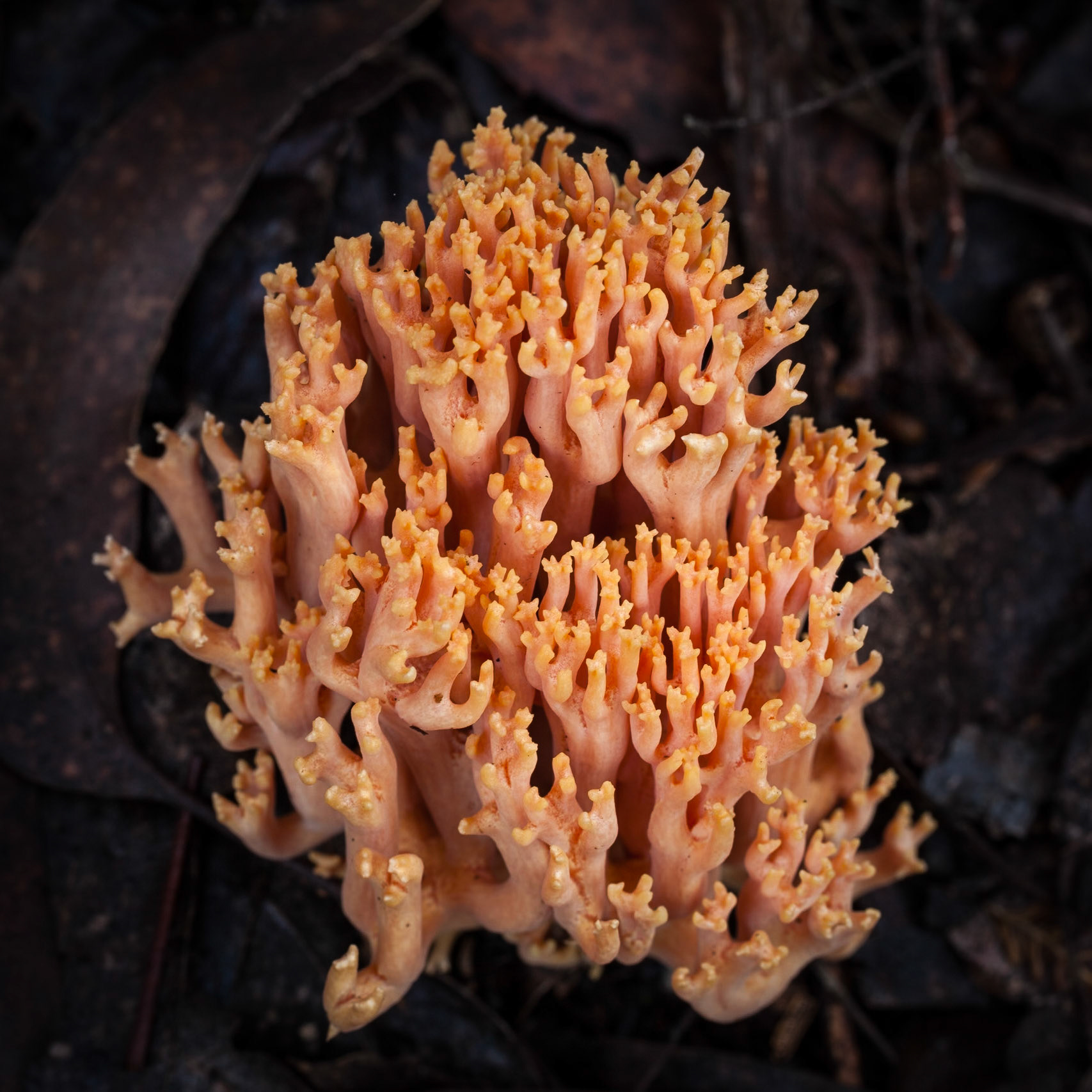 A closeup of orange coral fungi