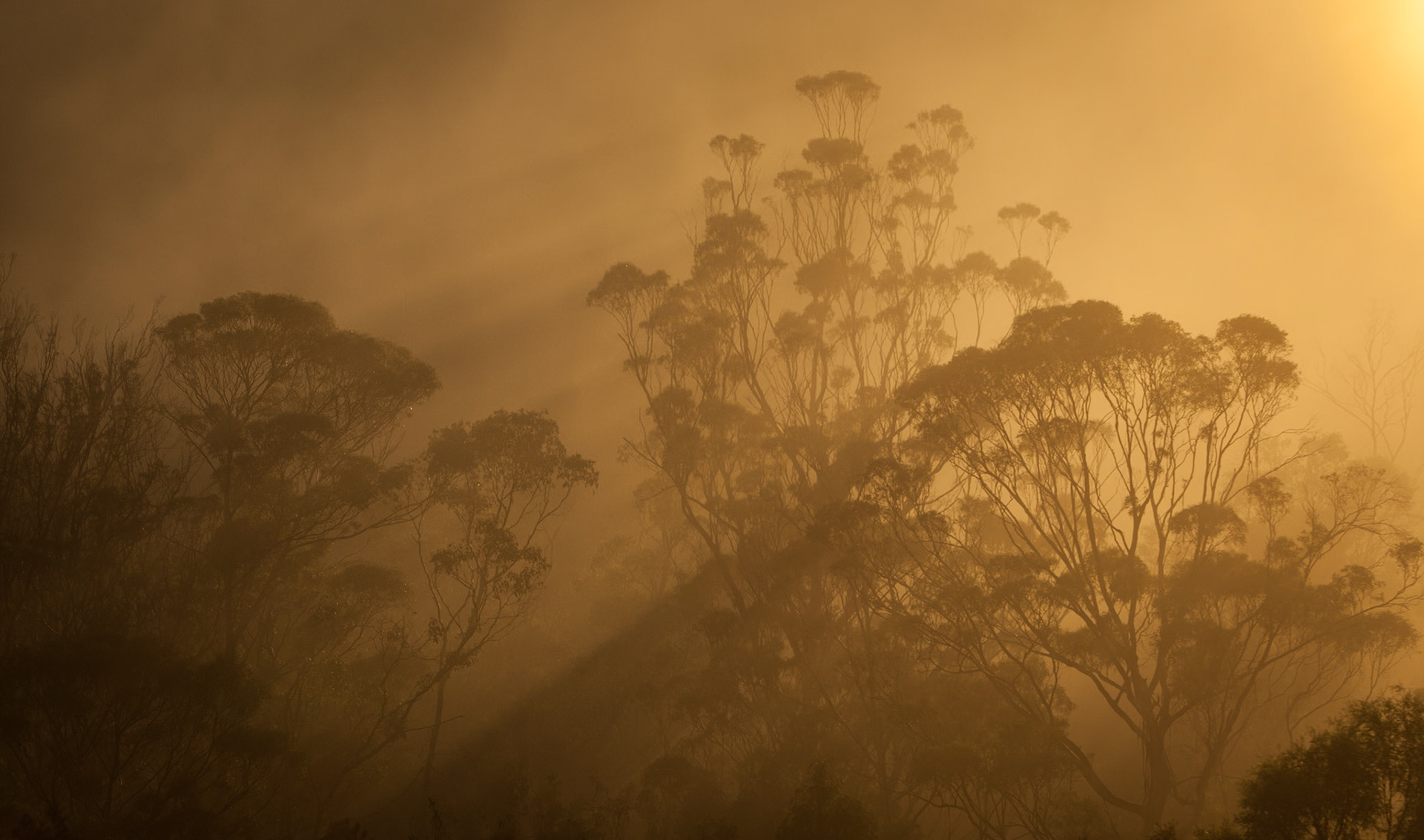 Morning fog with light-streams through the trees