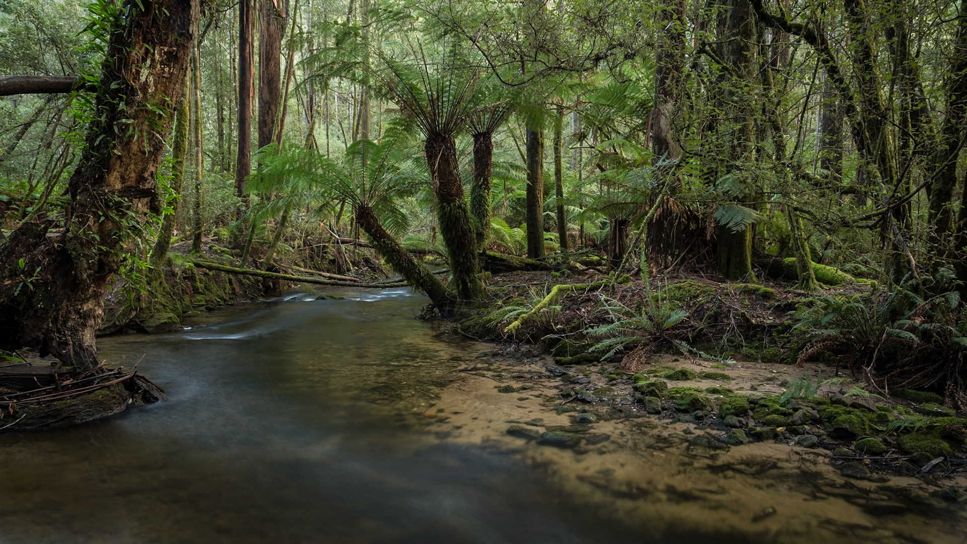 Lush rainforest stream flowing amongst tree ferns at Mt Field National Park, Tasmania