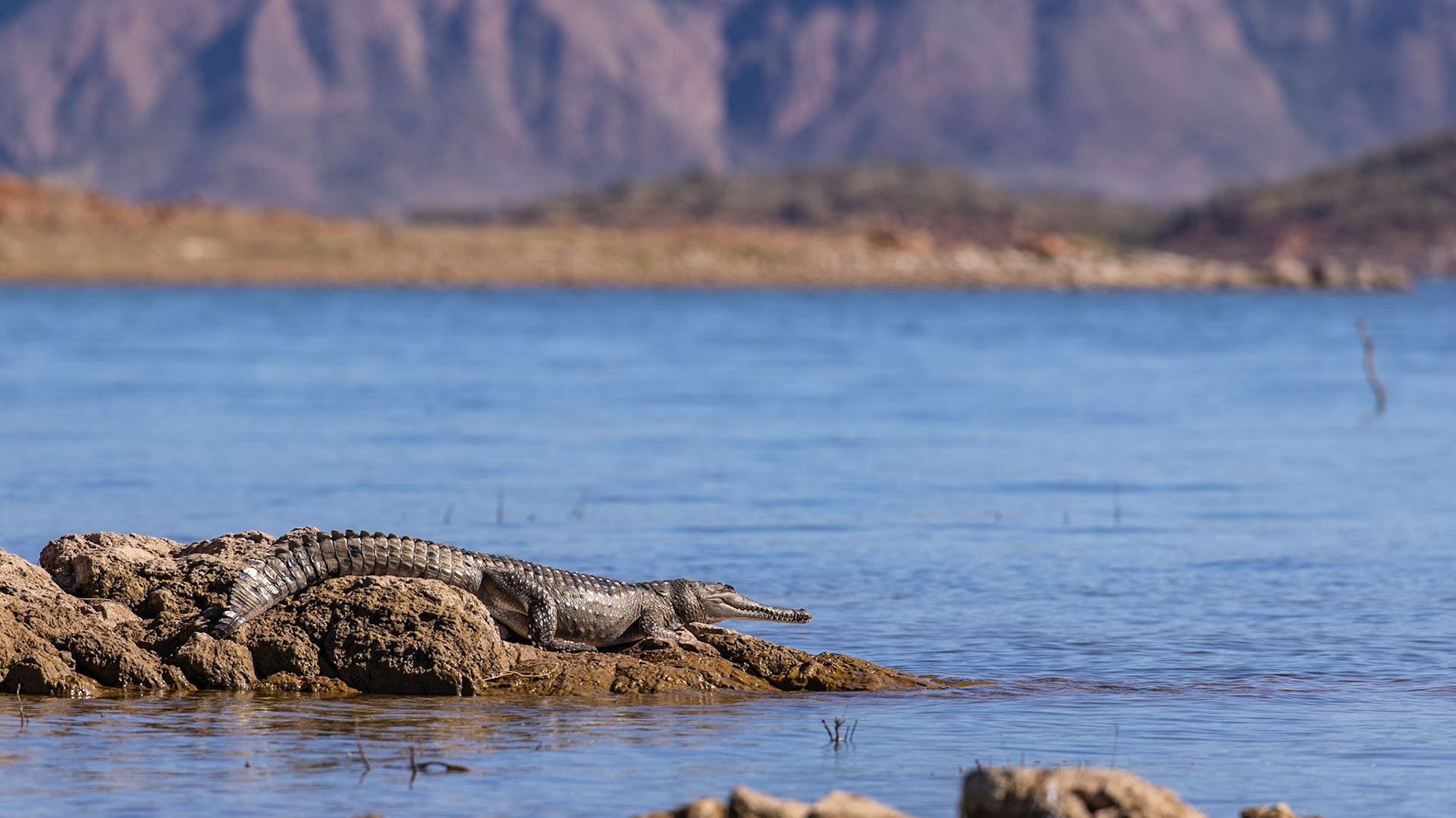A Freshwater Crocodile watching and waiting