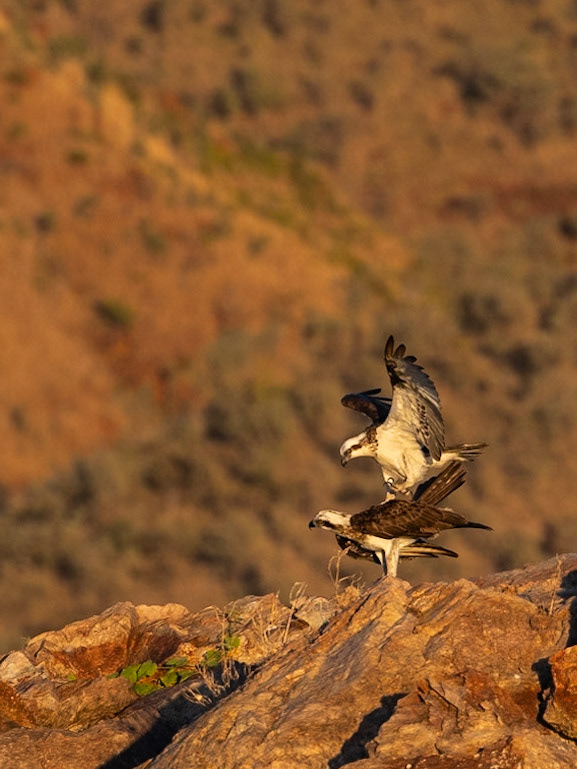 A rare sight of an Osprey delicately landing claws-up on its partner ready for mating