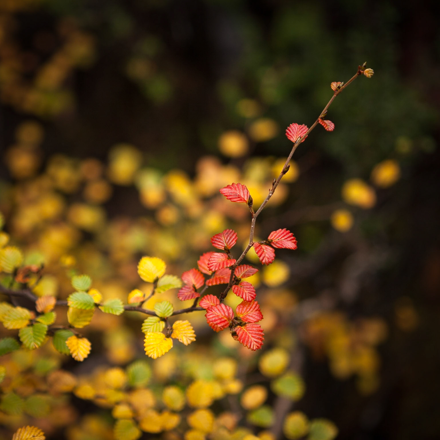 Native Tasmanian Fagus with its colours turning in Autumn