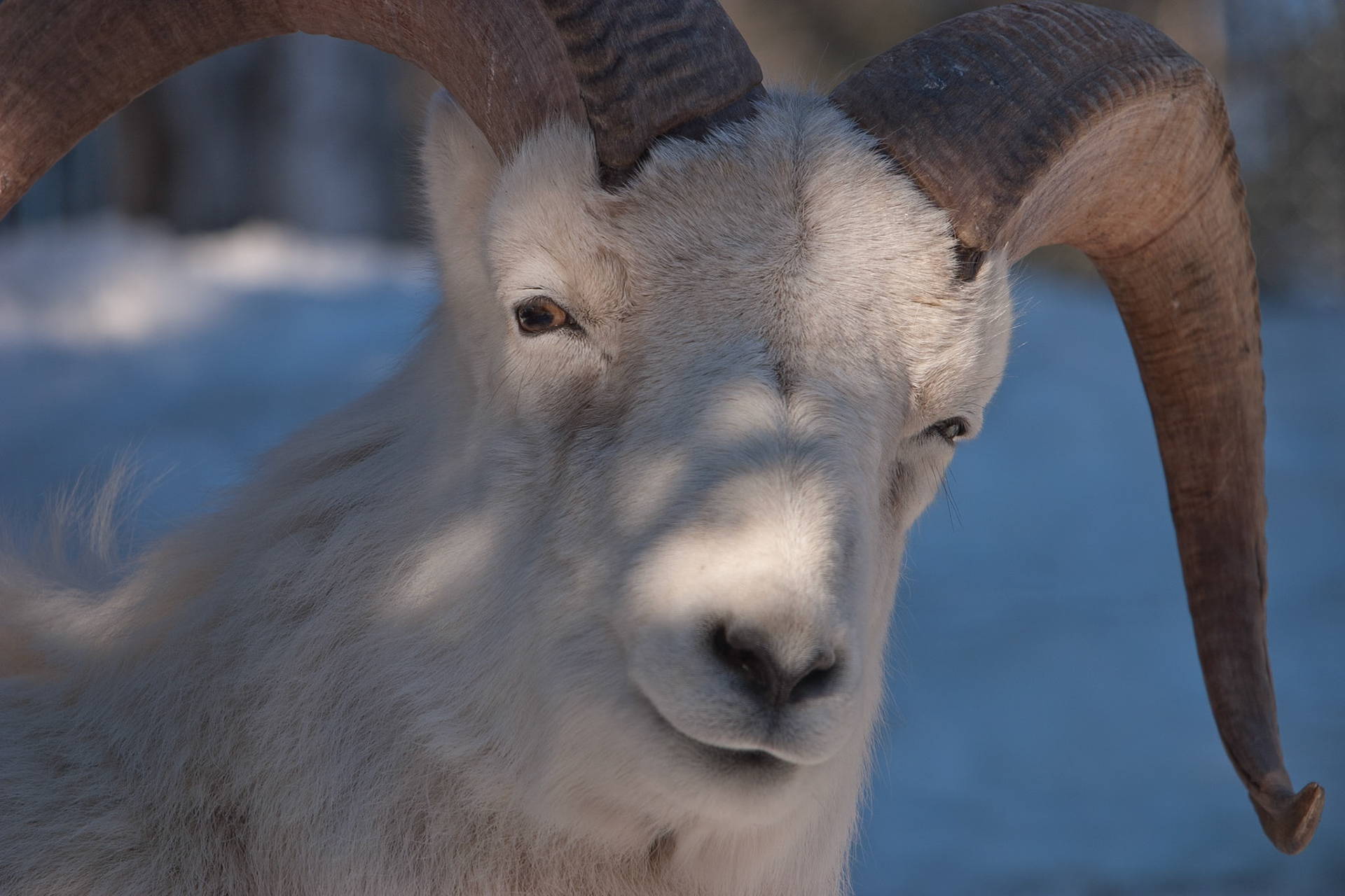 Dall Sheep Alaska