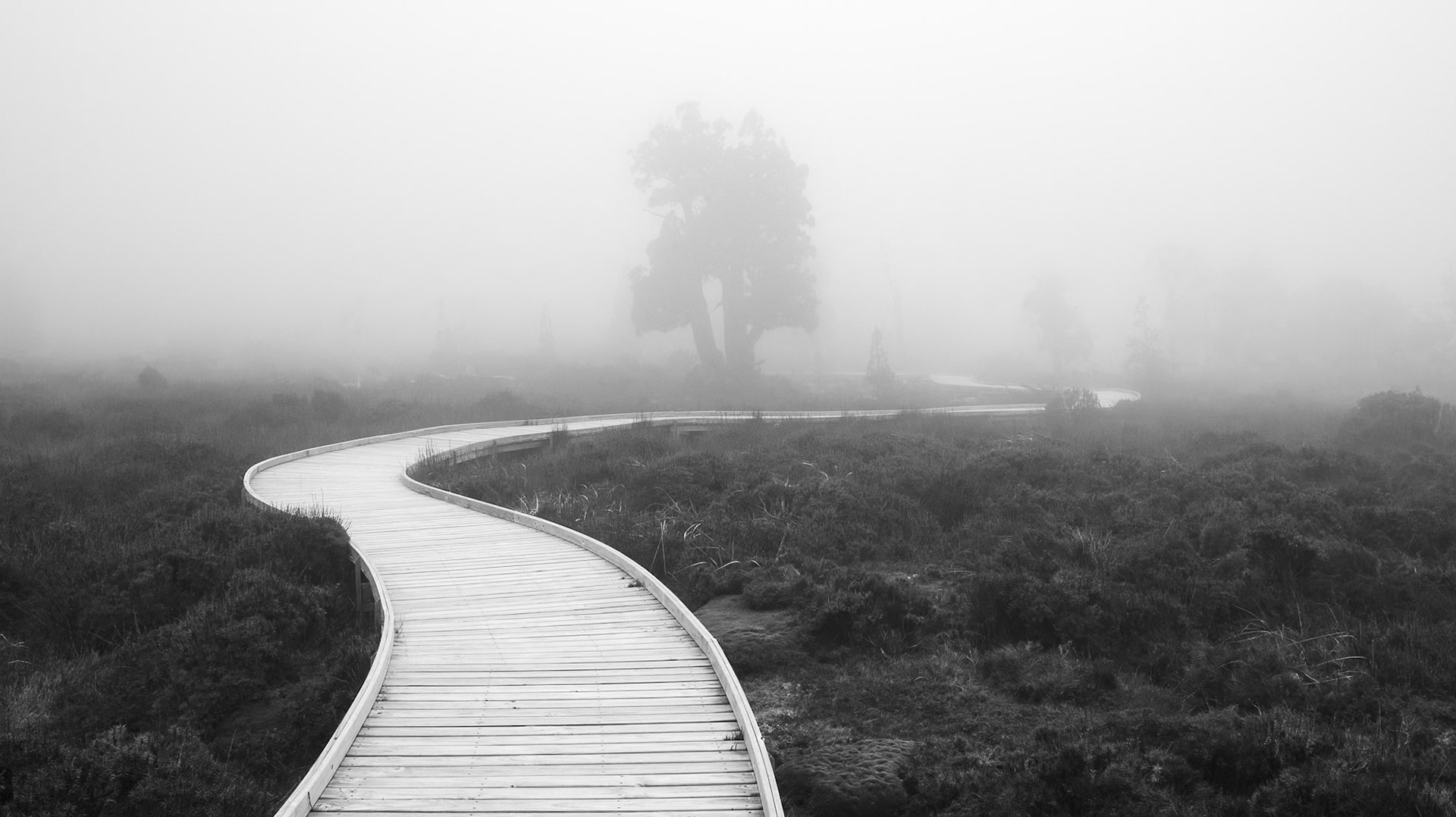 Alpine trees in fog