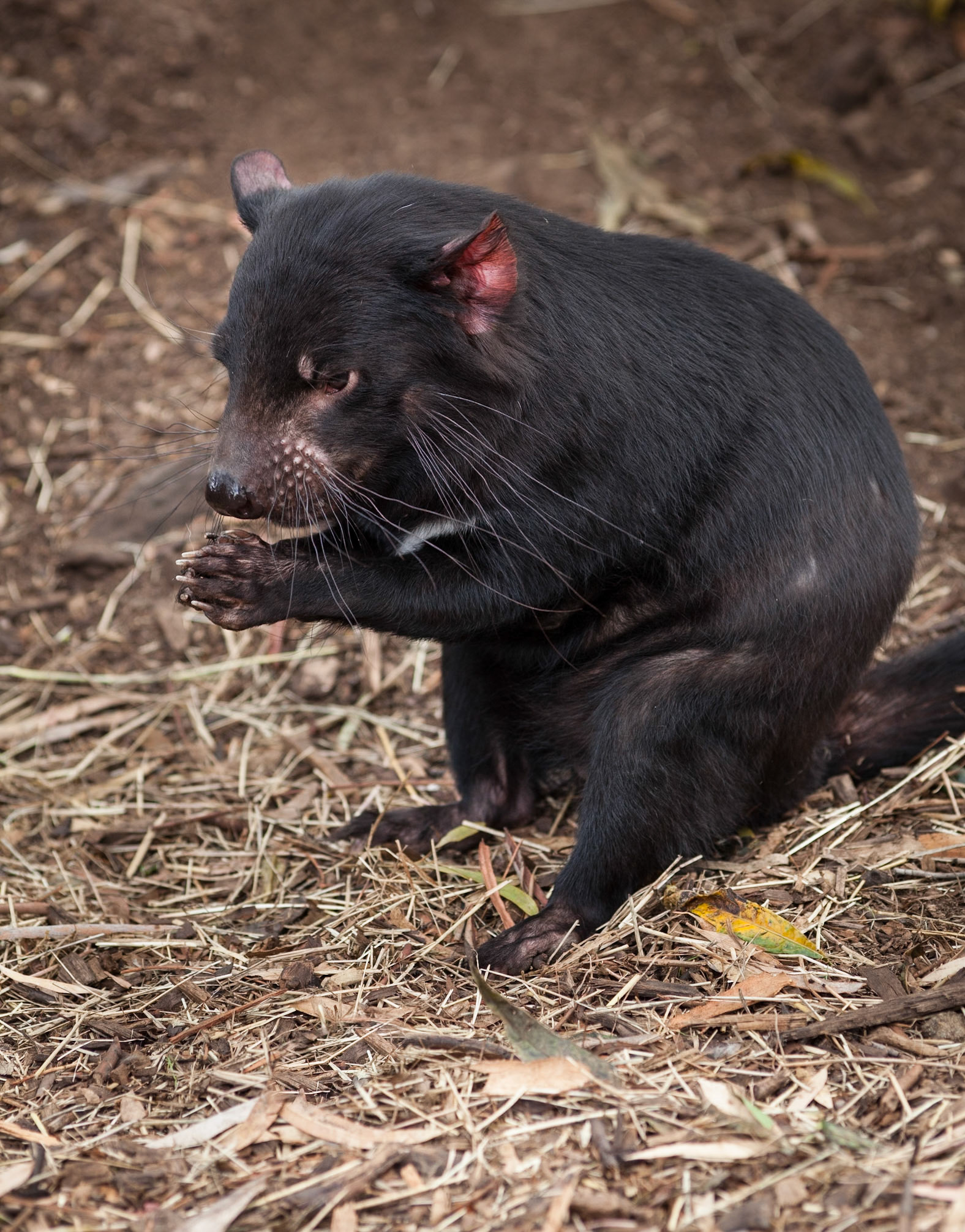 Tasmanian Devil cleaning his paws