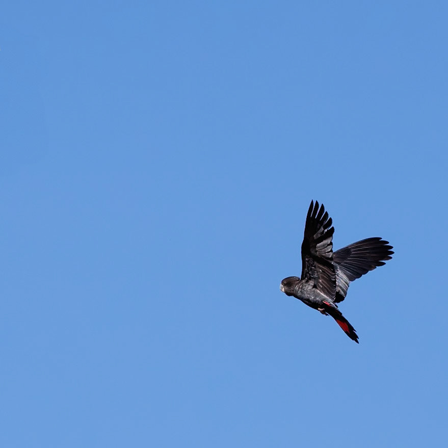 Red-tailed Black Cockatoo in flight