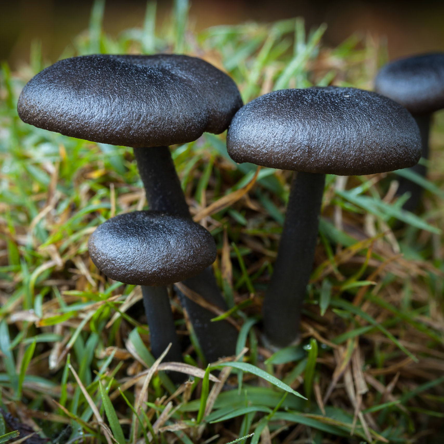 Black Fungi