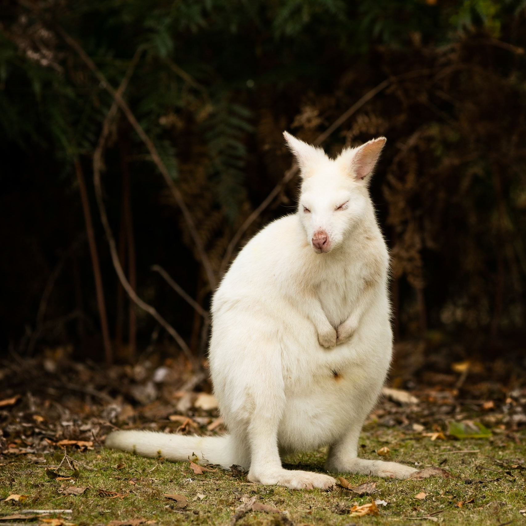 A Bruny Island White Wallaby, Tasmania