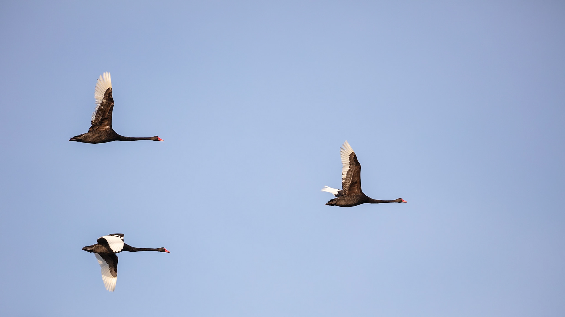 Black Swans in flight - Flinders Island