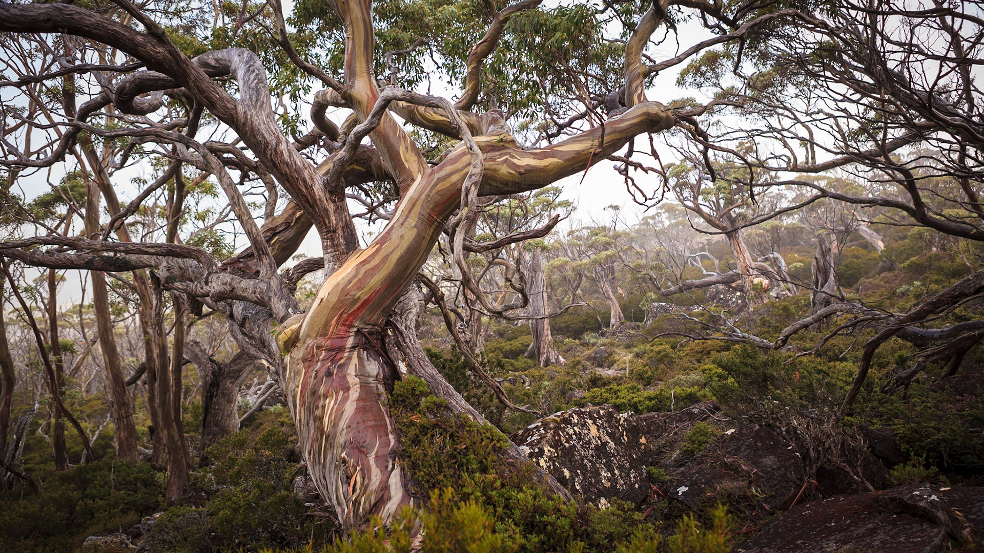 Snow Gums at Mt Field National park