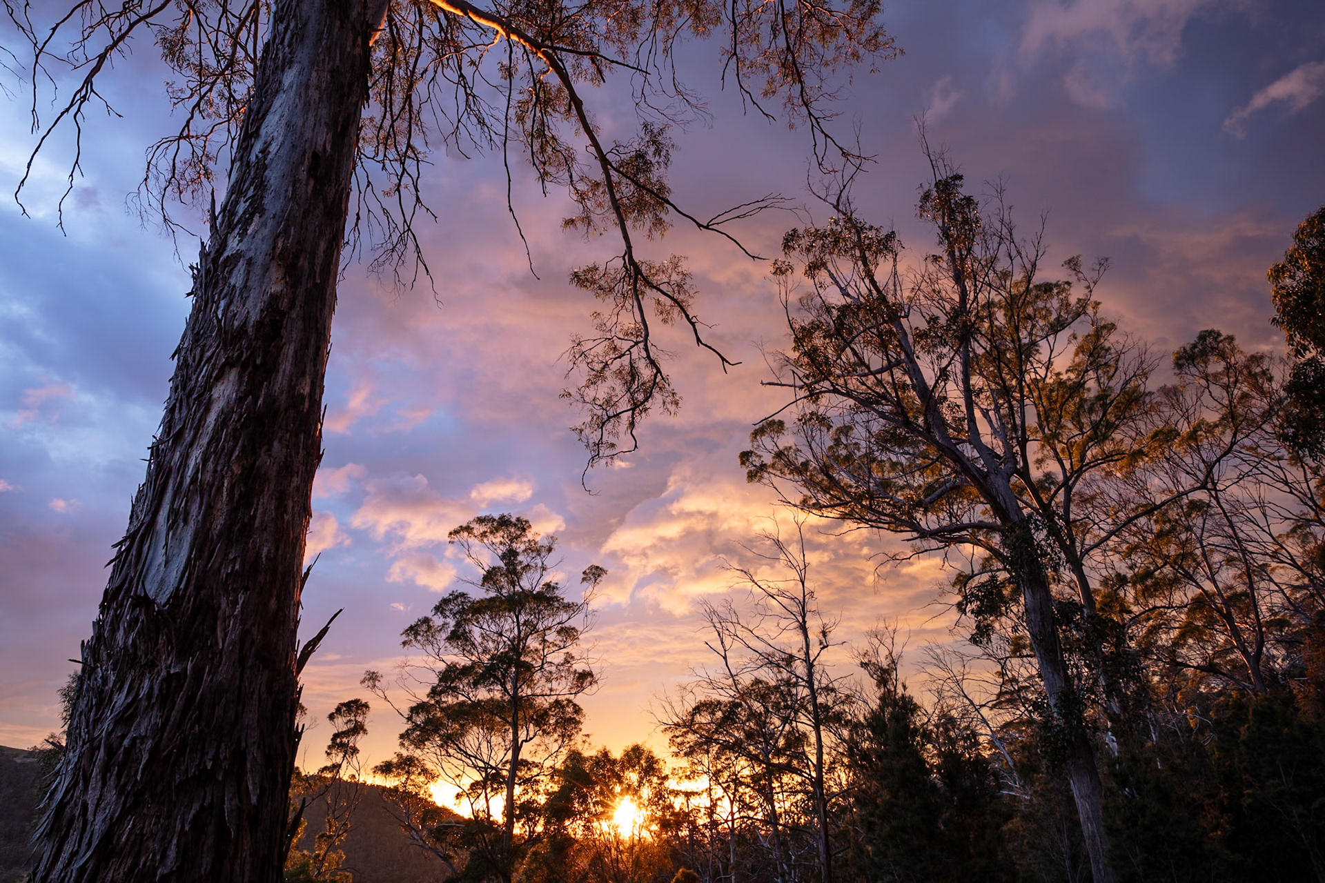 Sunrise in the forest - Southern Tasmania