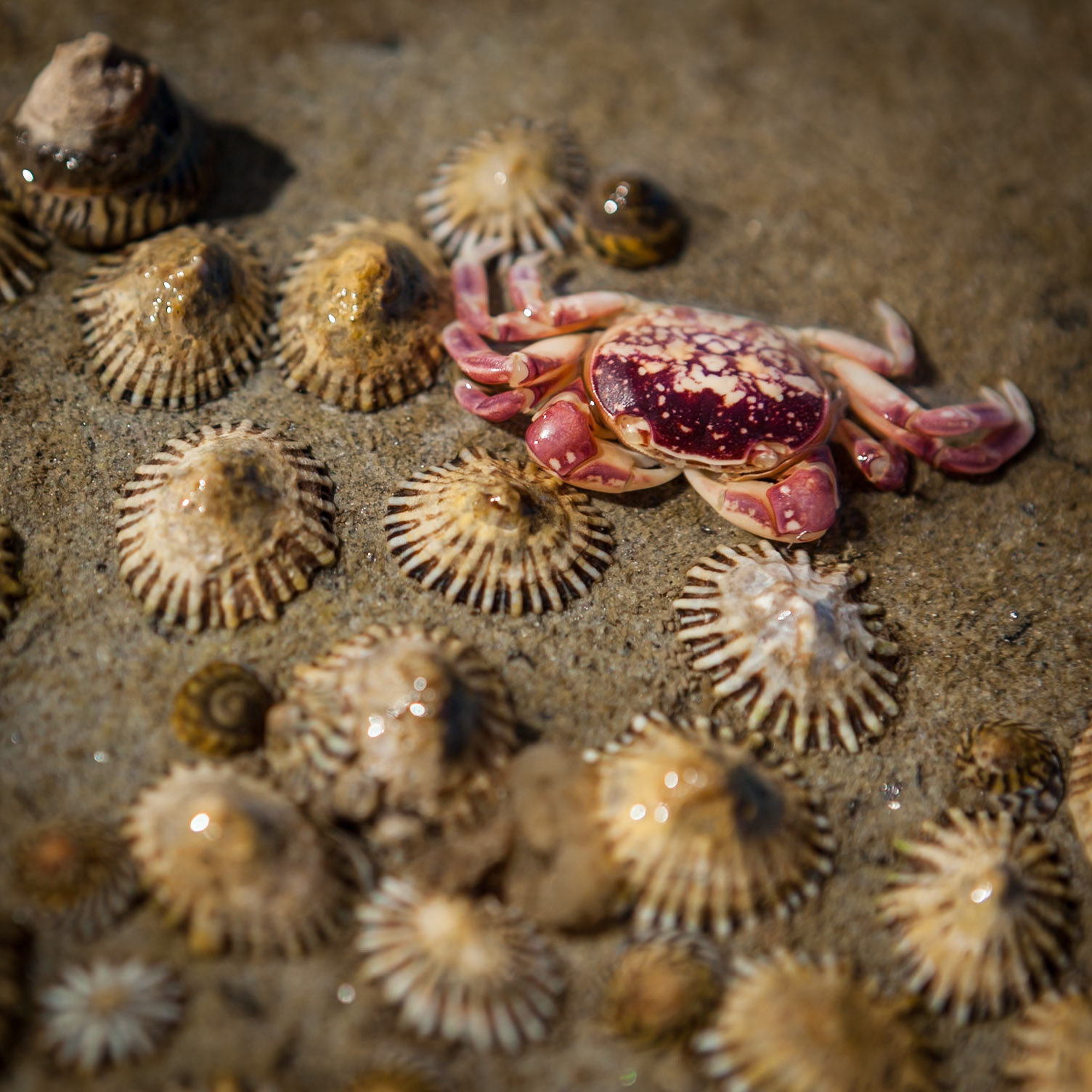 Crab and Limpets, Tasmania southern coast