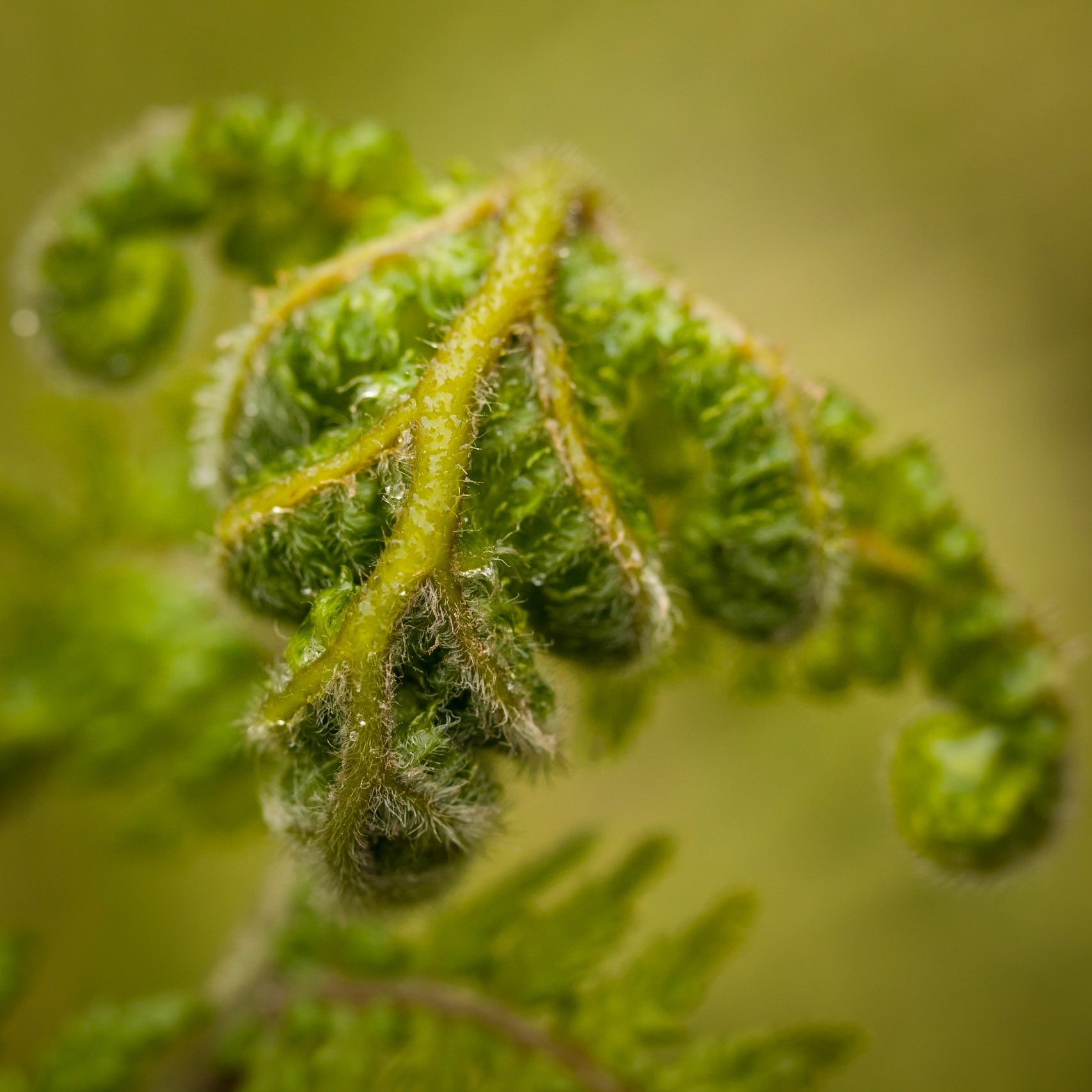 Start of life for this slowly unfurling fern frond.