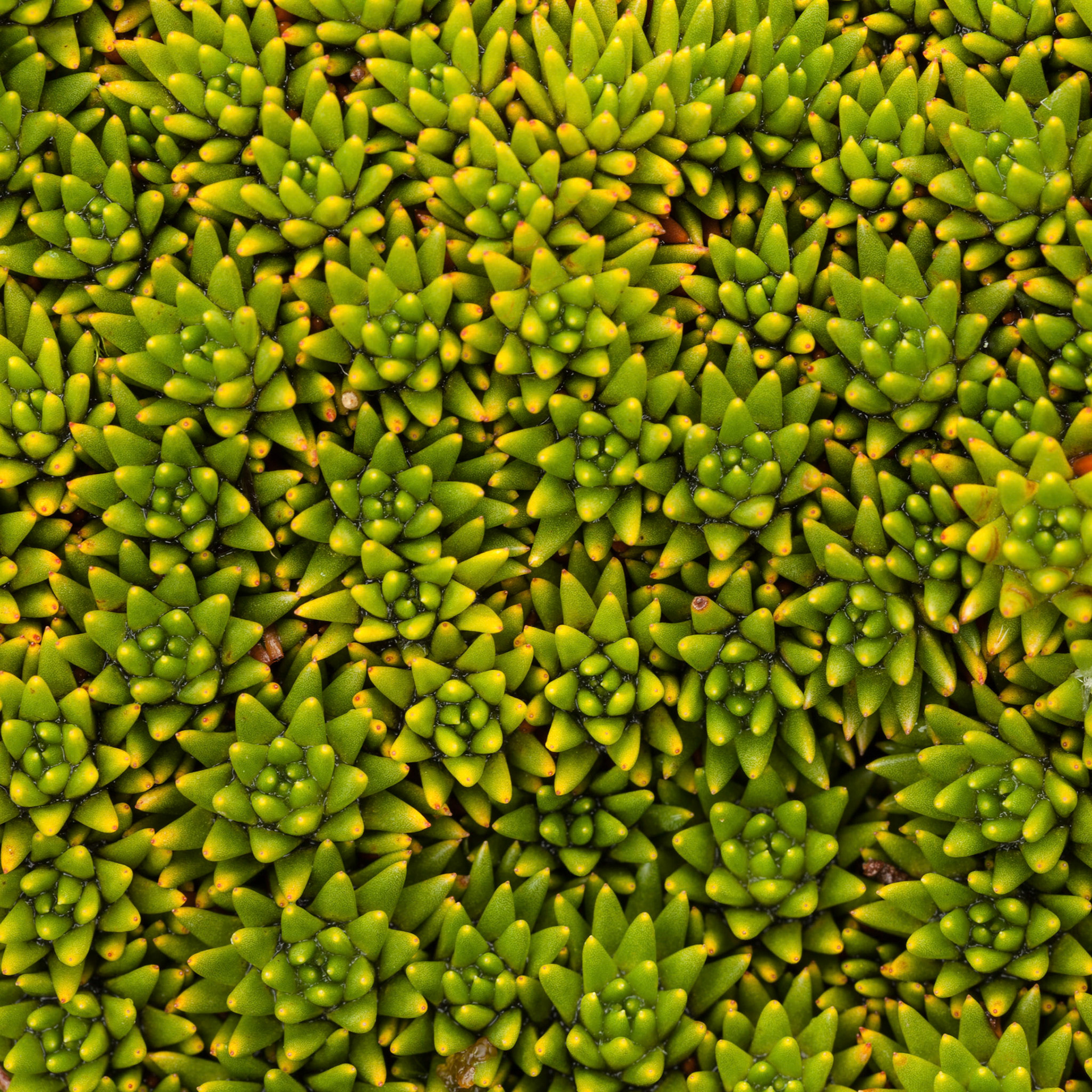 Close-up of Cusion Plant