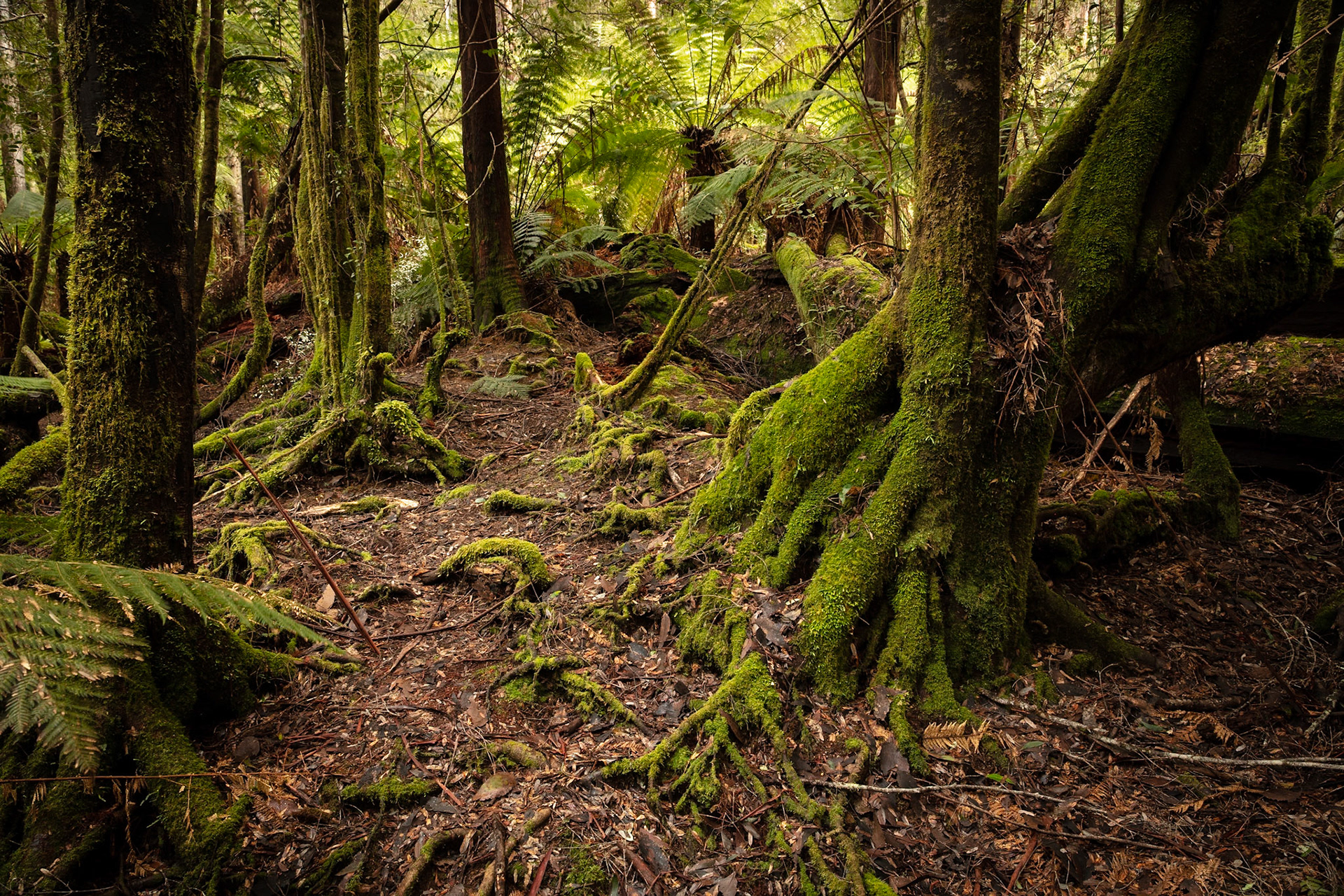 Southern Tasmanian forests scenery