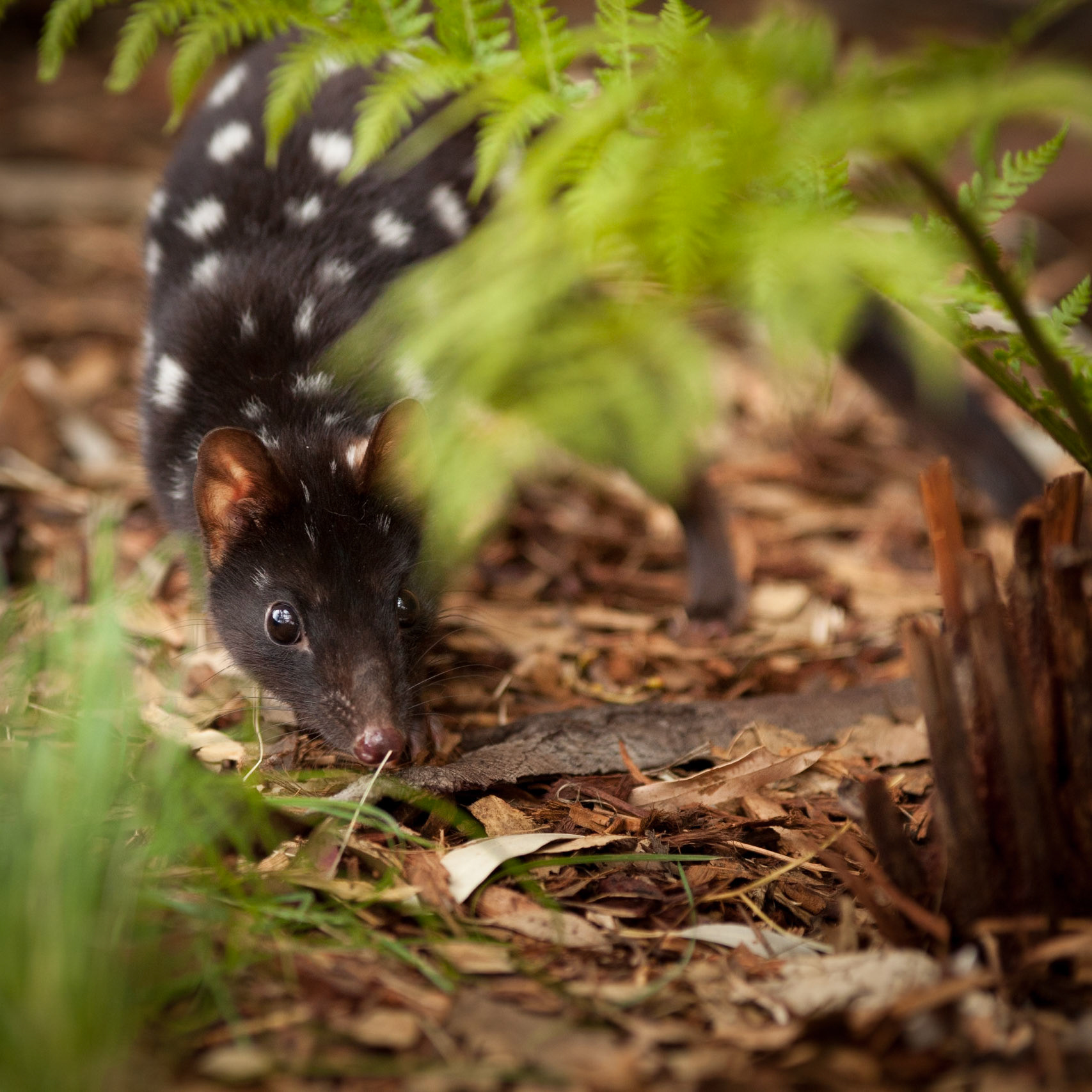 Eastern Quoll