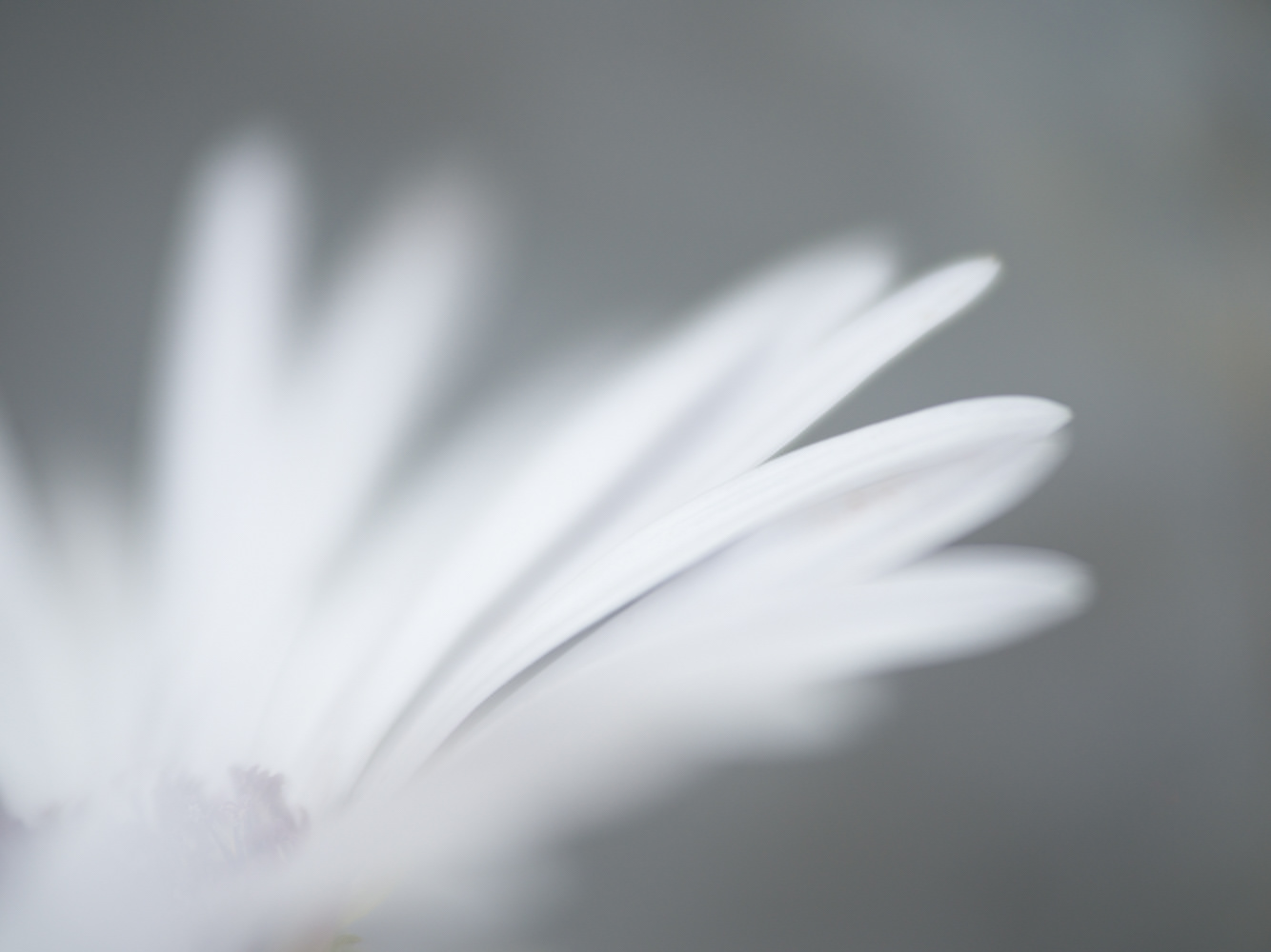 近所の花壇