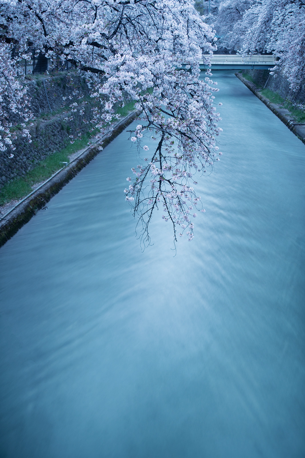 桜流し #2
