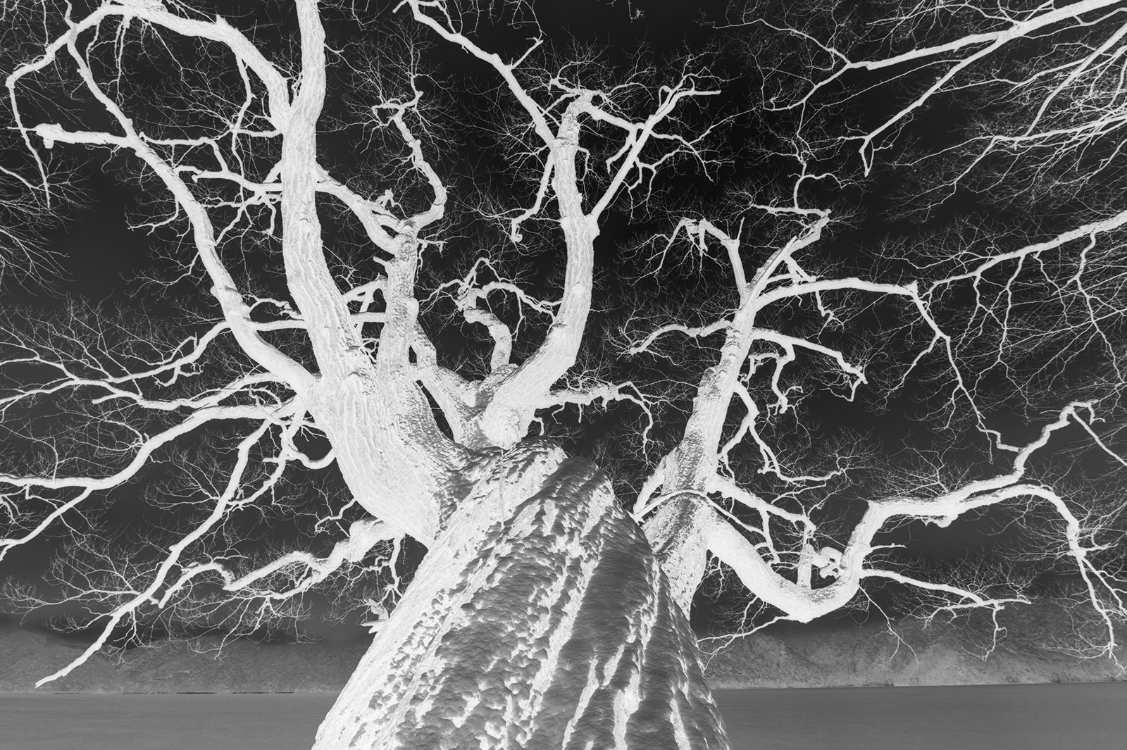 Negative reversal + Monochrome