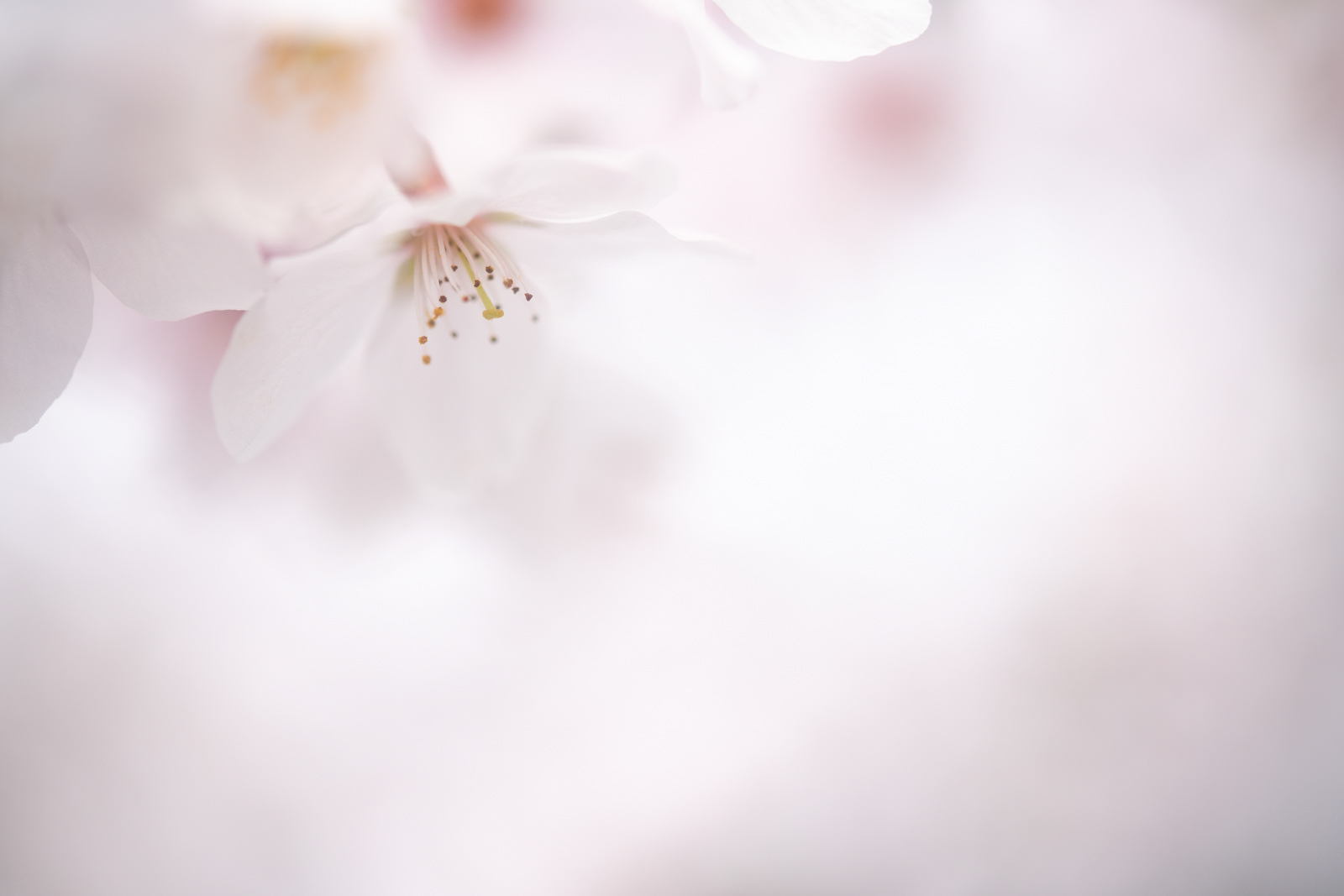 桜 #2
