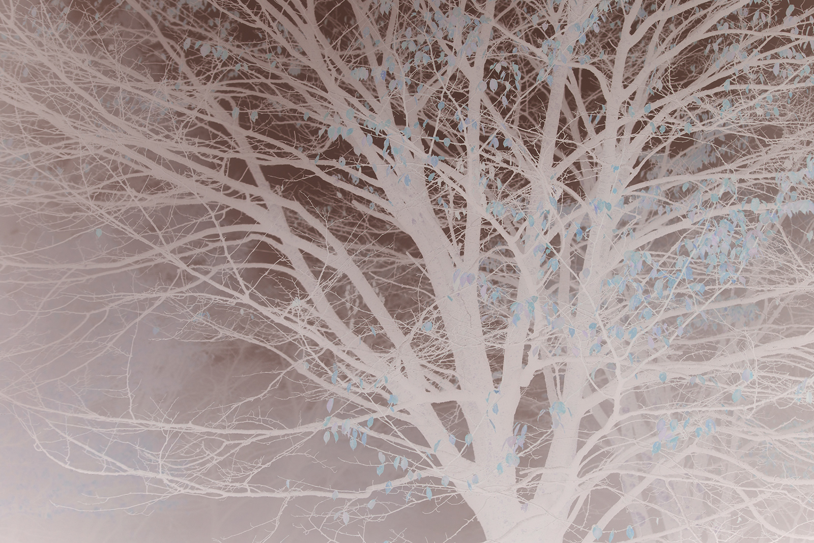 Negative reversal + Low saturation