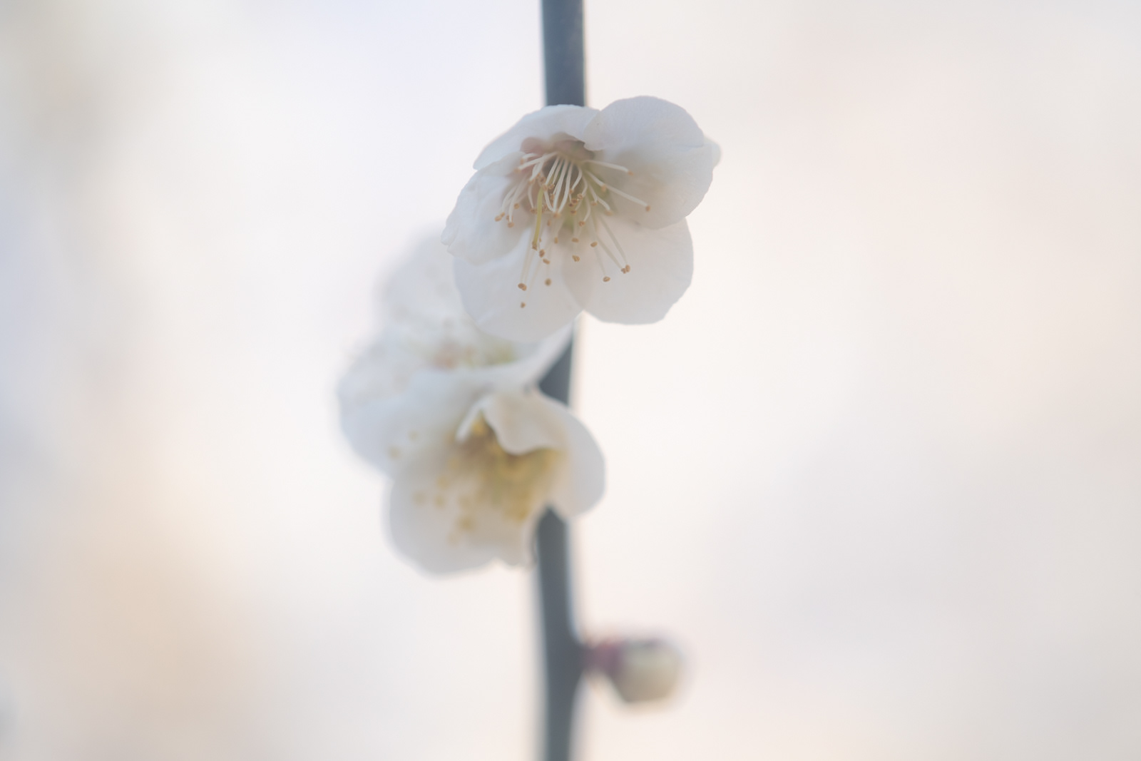 梅 #1