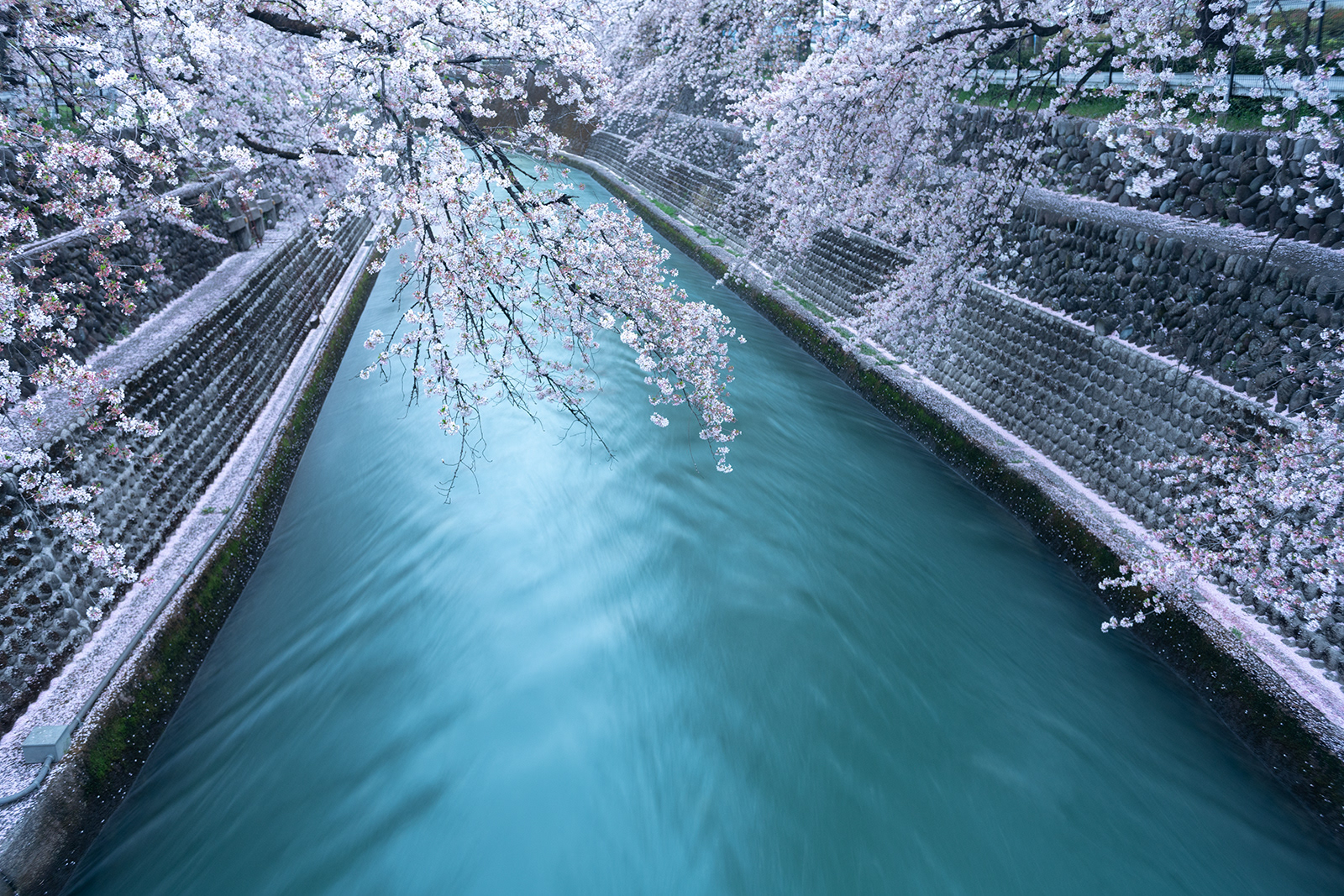桜流し #3
