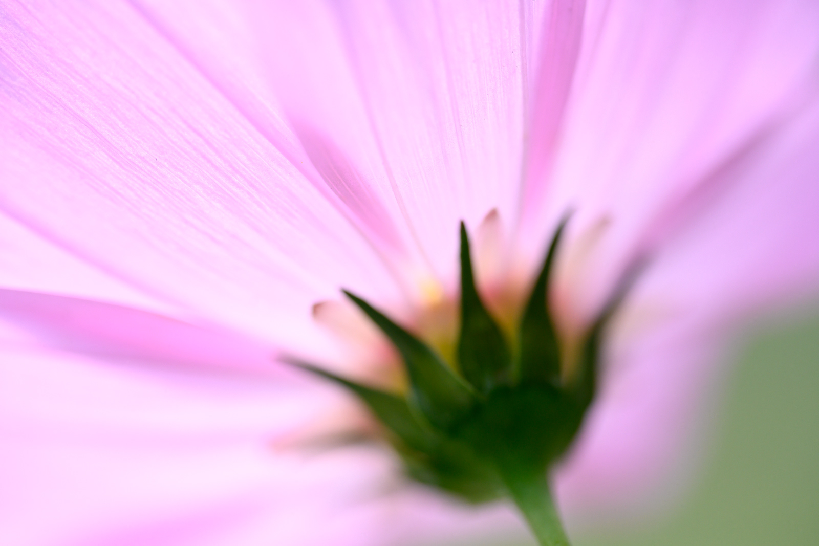 群馬県 前橋市にて(秋桜)NIKKOR Z MC 105mm f/2.8 VR S