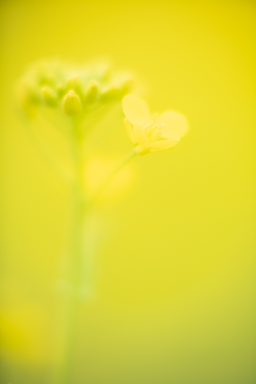 菜の花 #3