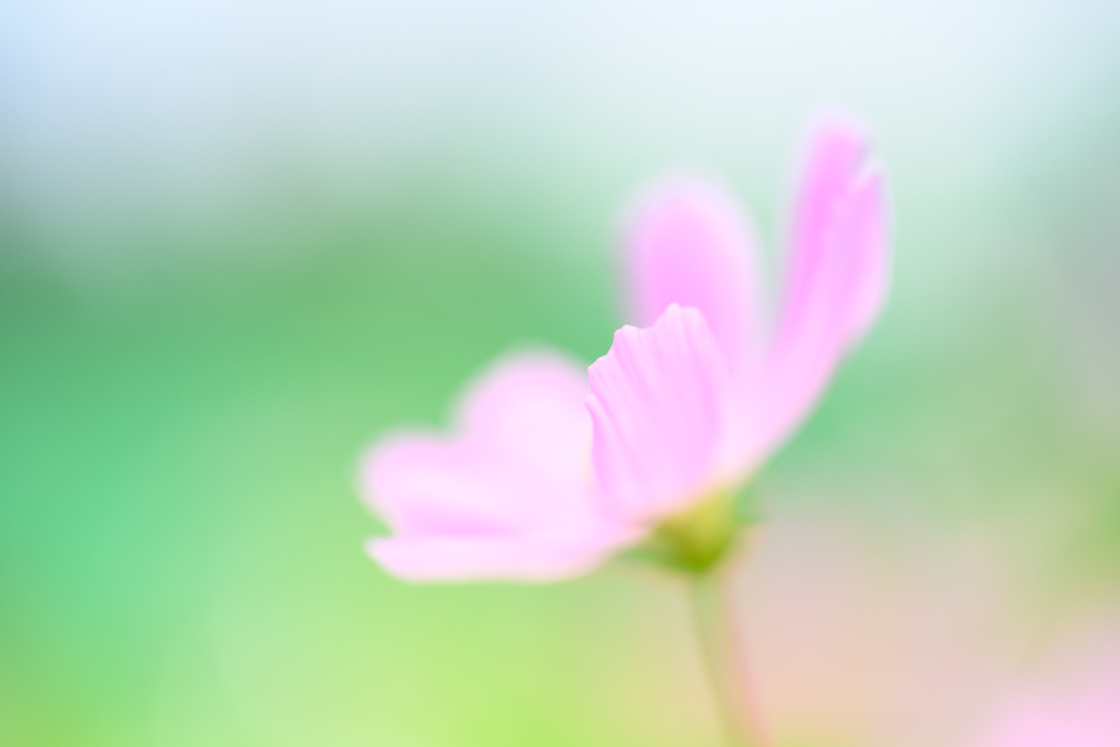 群馬県 前橋市にて(秋桜)NIKKOR Z MC 105mm f/2.8 VR S