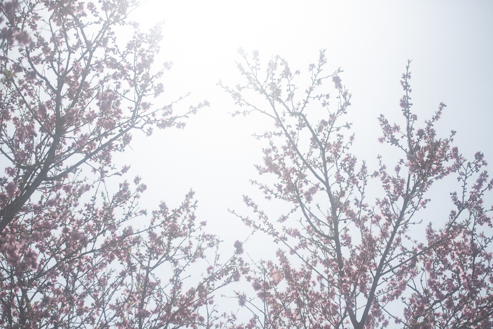 八重桜 #1