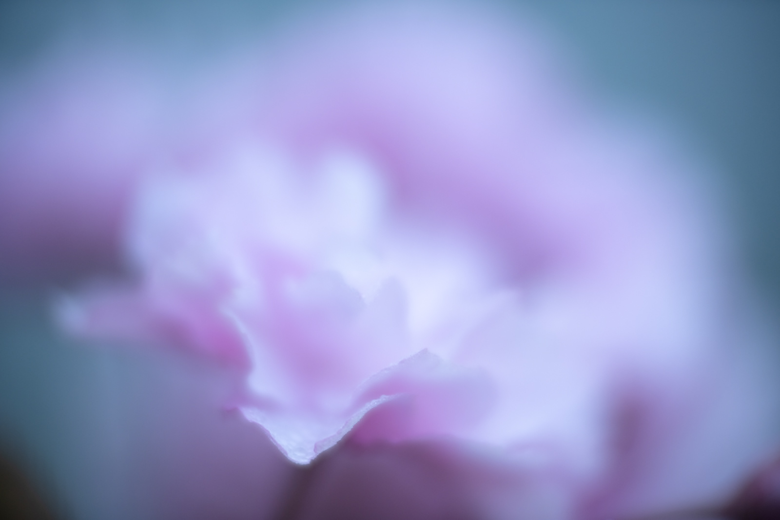八重桜#1