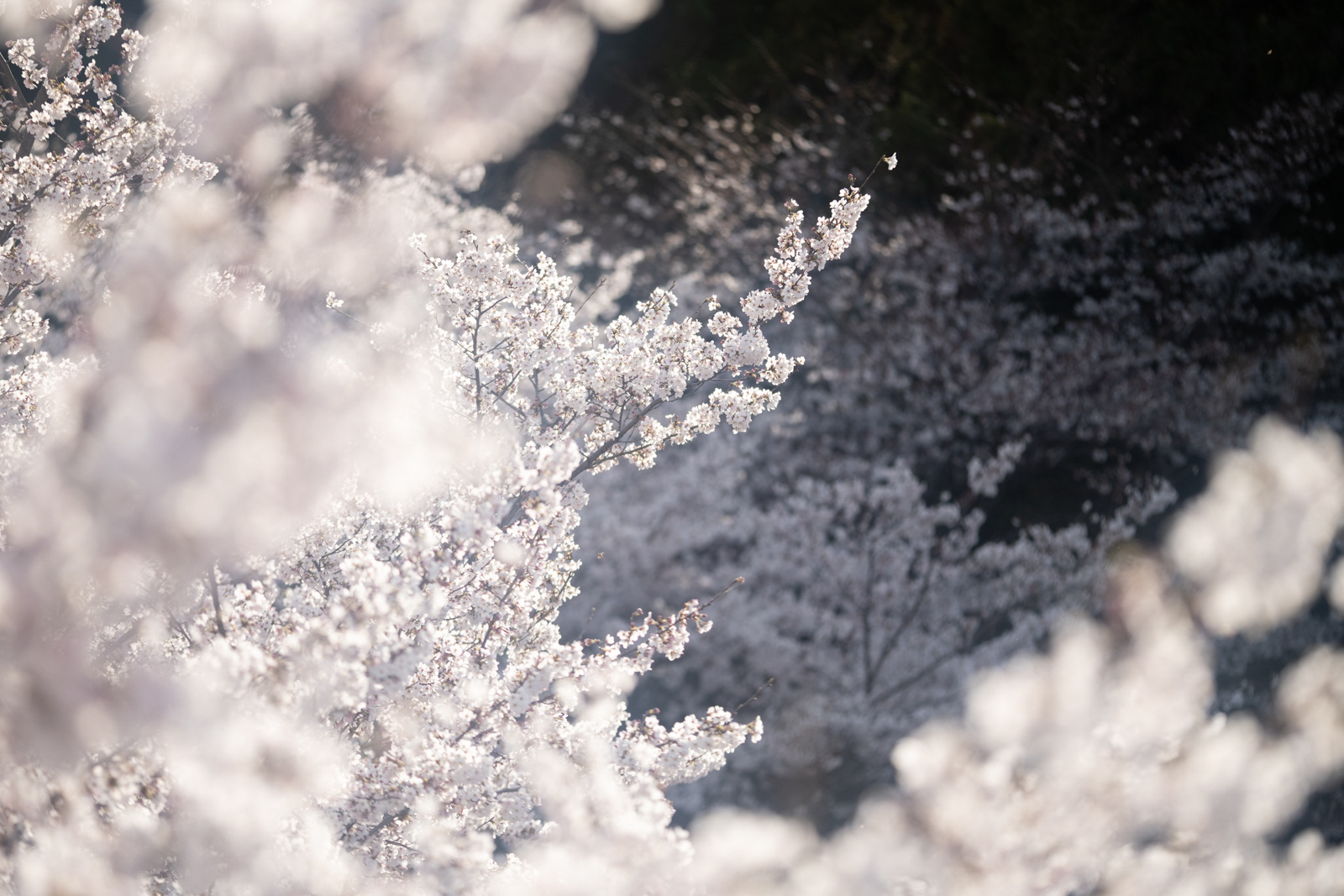 桜 #1