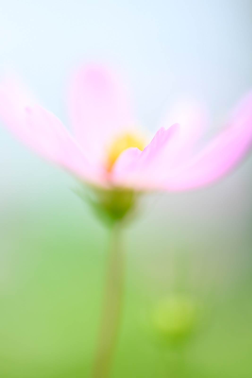 群馬県 前橋市にて(秋桜)NIKKOR Z MC 105mm f/2.8 VR S